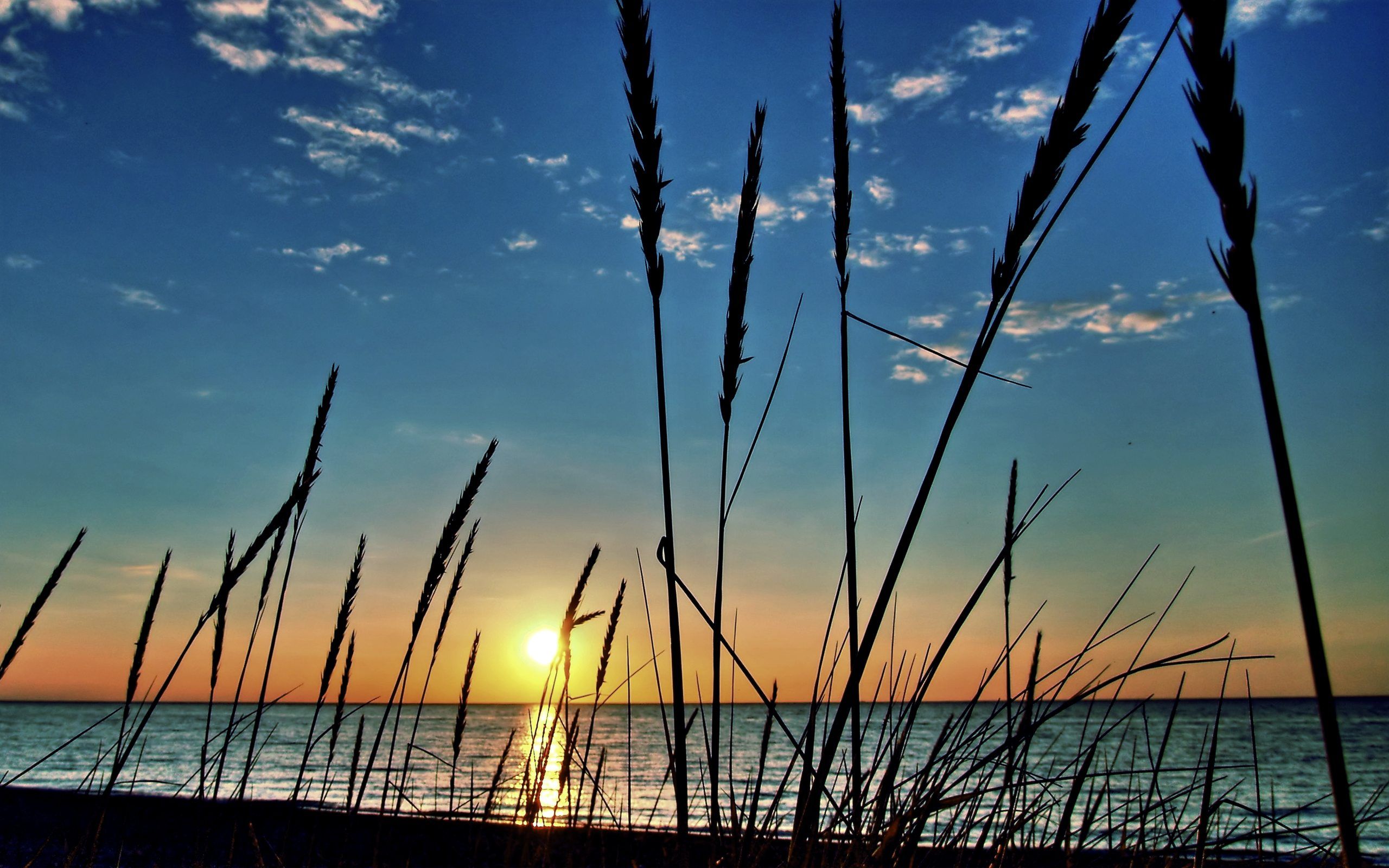 Sunset Beach Grass Wallpaper