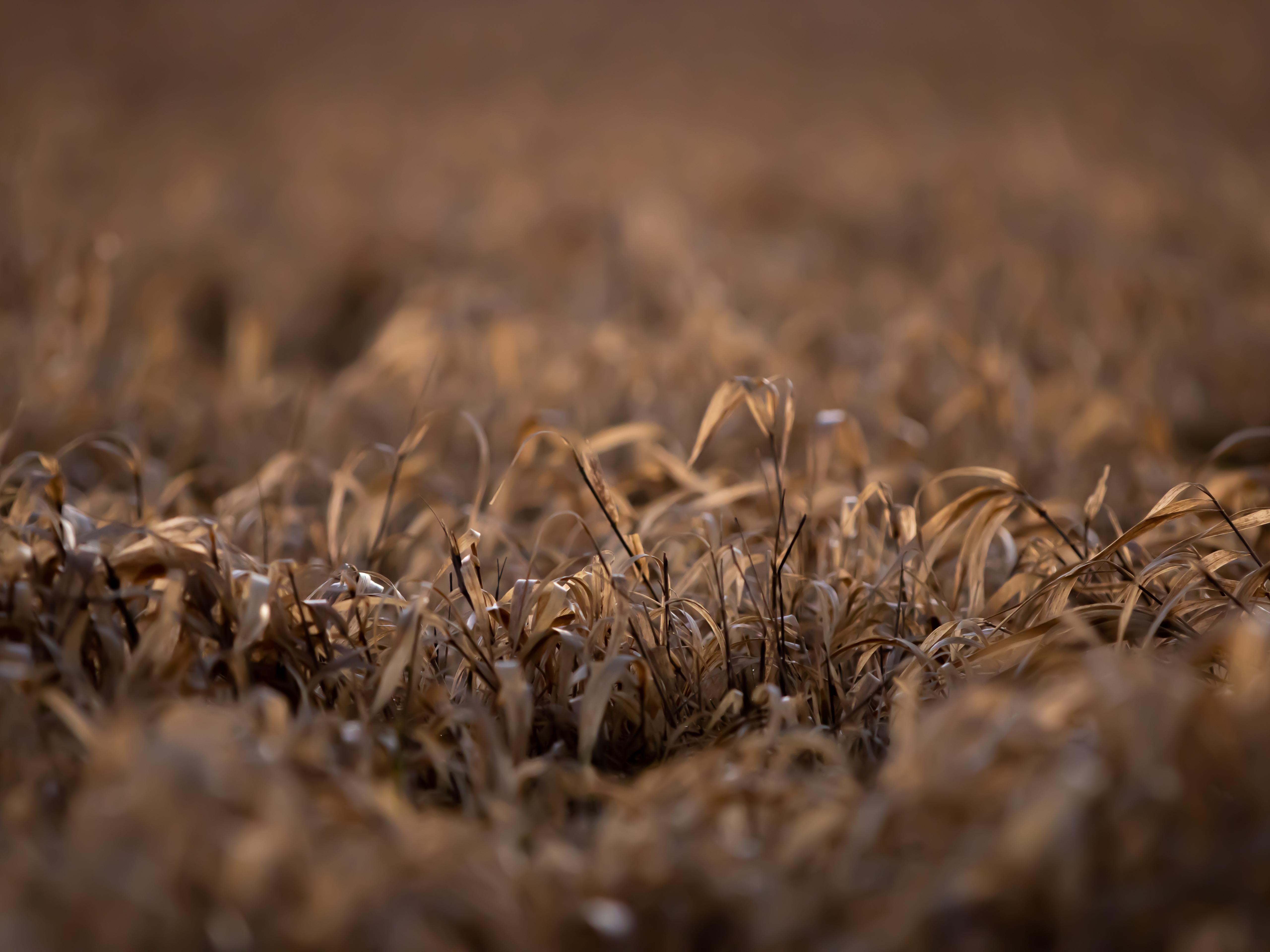 Grass at Sunset 4K wallpaper