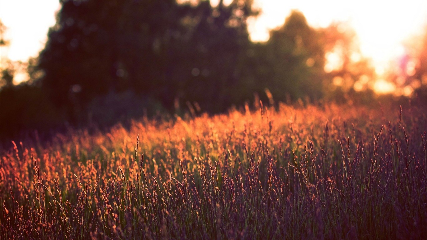 Tall Grass Sunset Summer Nature HD Wallpaper