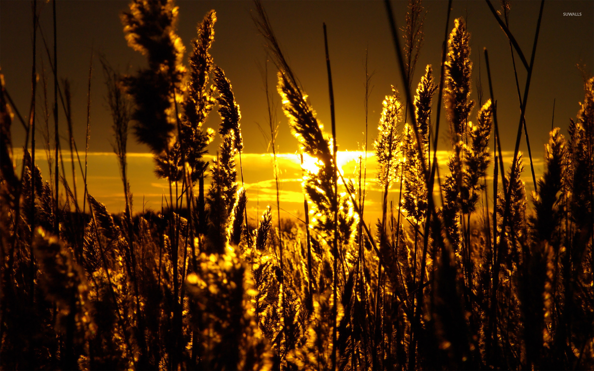 Grass silhouette in the sunset wallpaper wallpaper