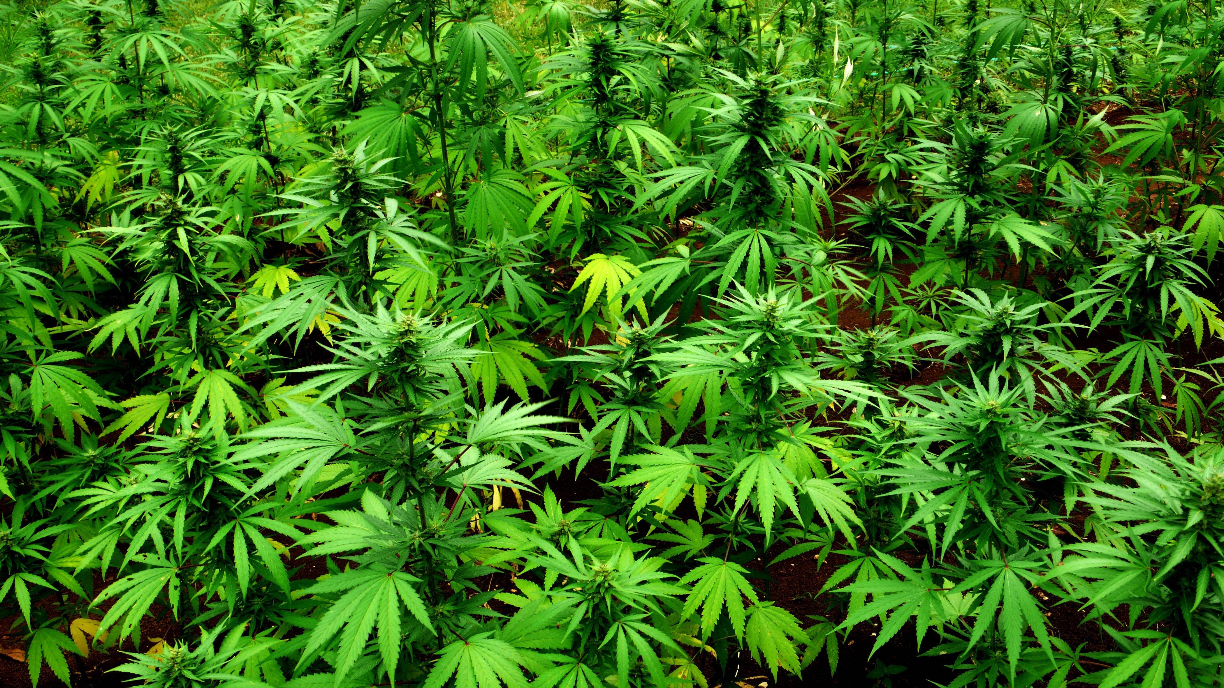 Download Marijuana Cannabis Farm Wallpaper