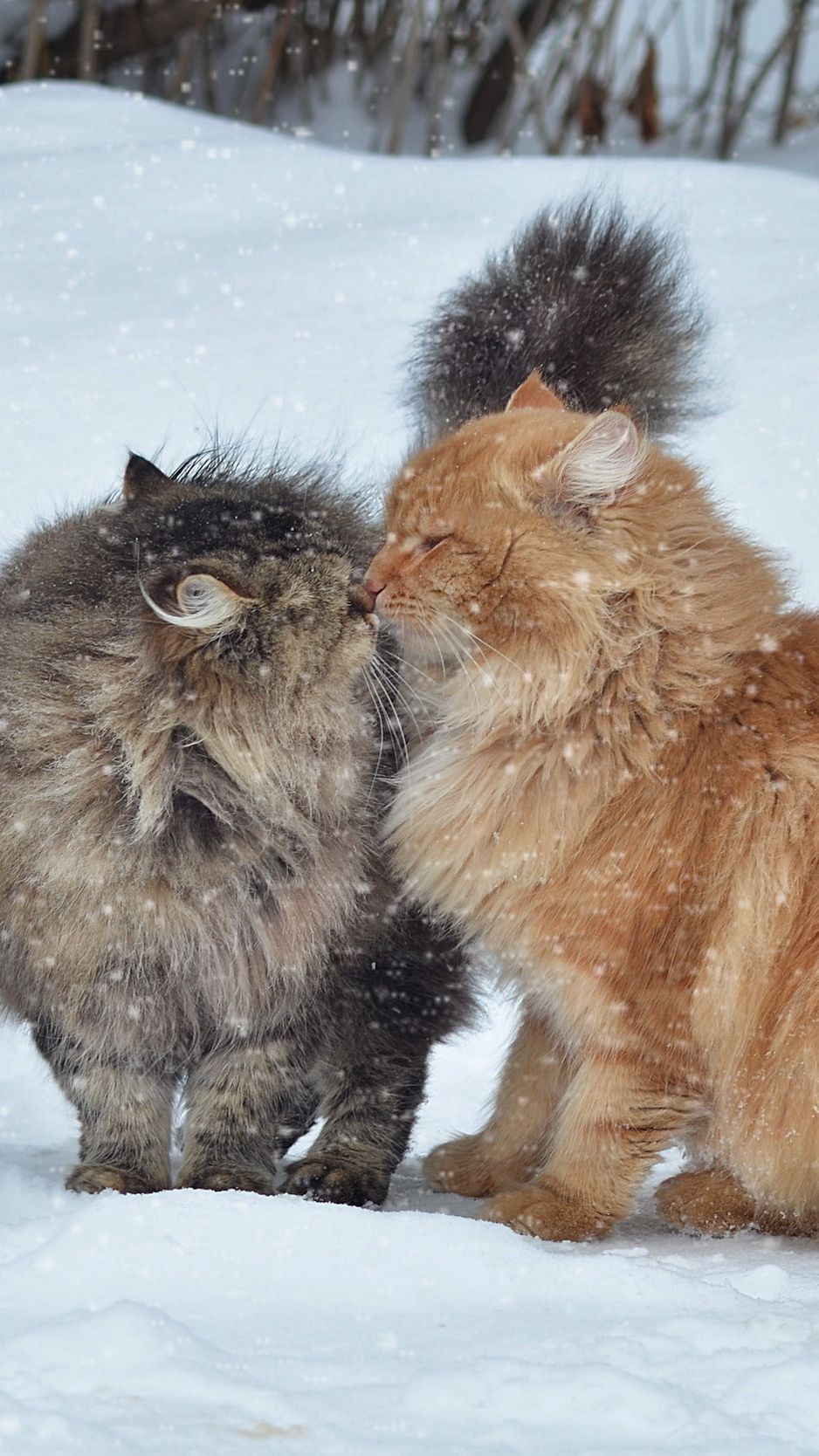 Download Wallpaper 938x1668 Cats, Couple, Snow, Winter, Kiss Iphone 8 7 6s 6 For Parallax HD Background