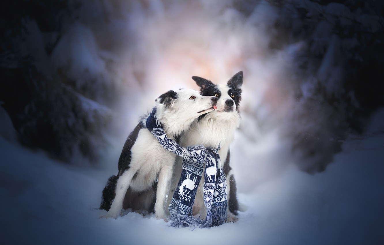 Wallpaper winter, snow, kiss, pair, friends, two dogs, The border collie image for desktop, section собаки