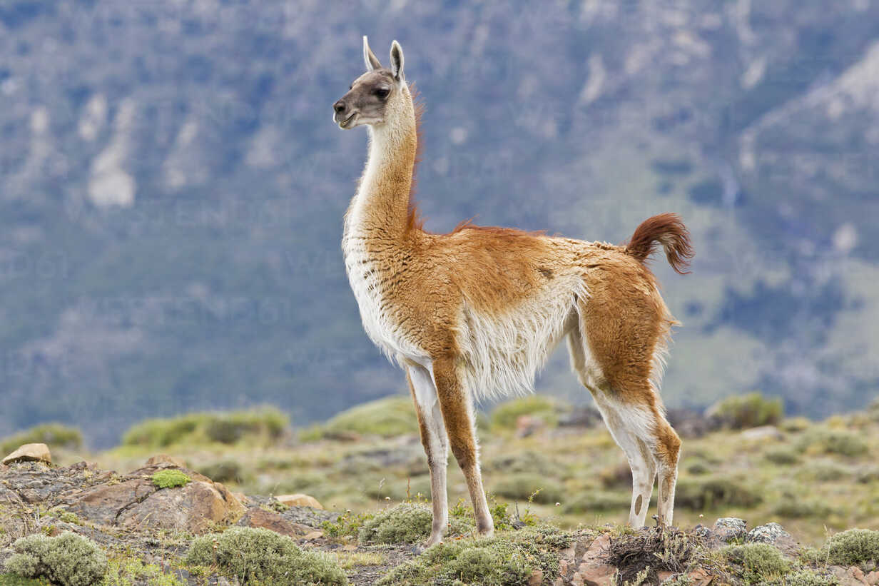 South America, Chile, Patagonia, Guanacos in torres del Paine national park