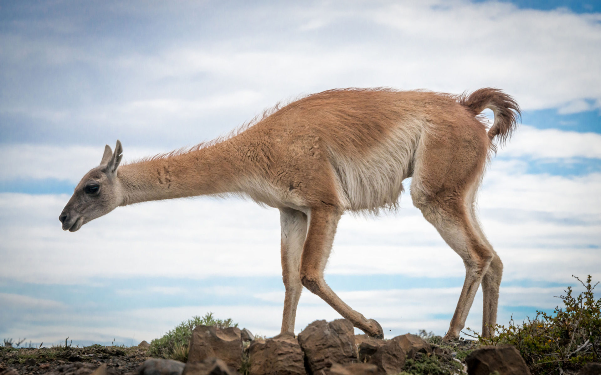 Guanaco Lama Guanicoe Born In South America They Are In The Alto Plane Of Peru Bolivia Chile And Patagonia HD Wallpaper For Deskx2160, Wallpaper13.com