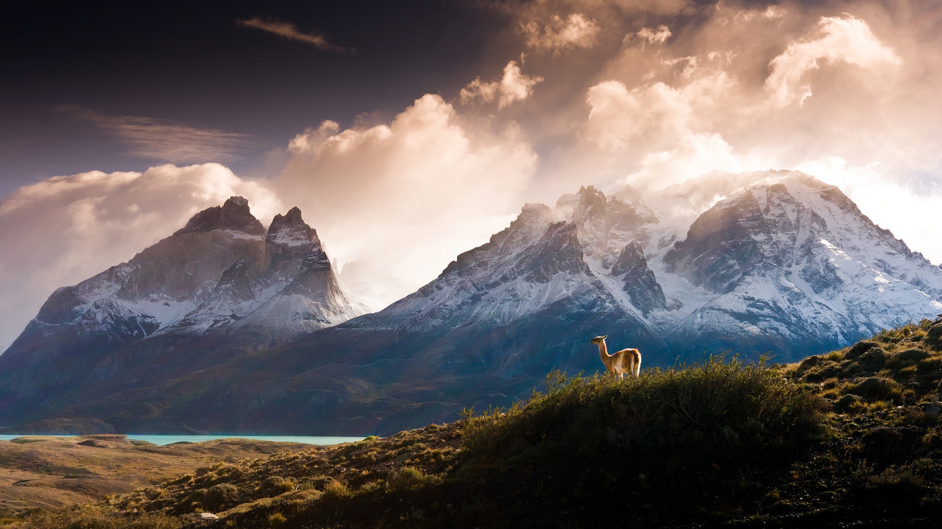 water, hills, Chile, Torres del Paine, mountains, landscape, animals, snow, llamas, trees, nature, lake, grass, clouds, forest Gallery HD Wallpaper
