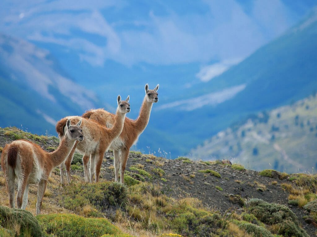 Torres del Paine National Park