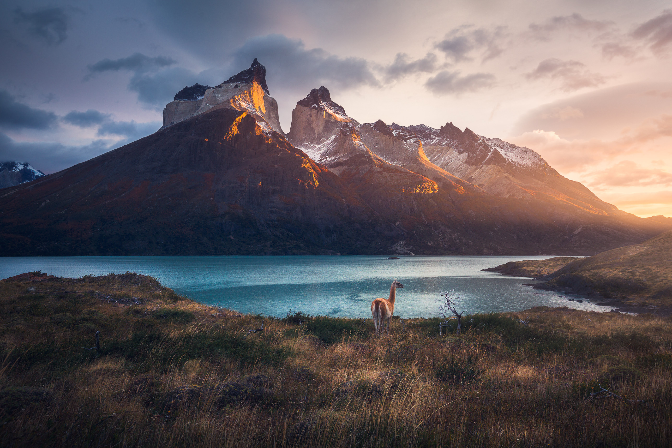 The Guanacos, Torres del Paine