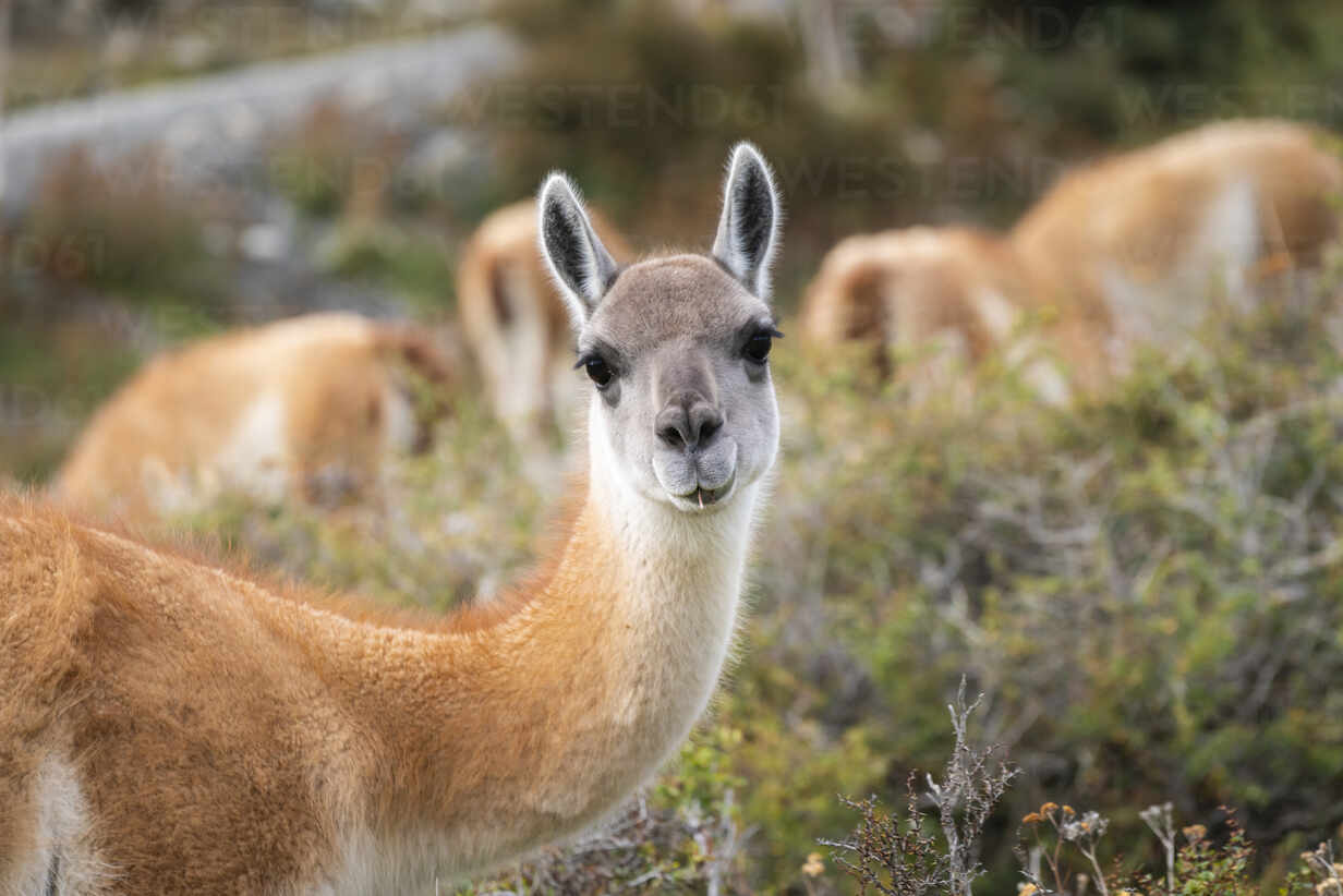Head of guanaco looking at camera, Torres del Paine National Park, Magallanes Region, Patagonia, Chile stock