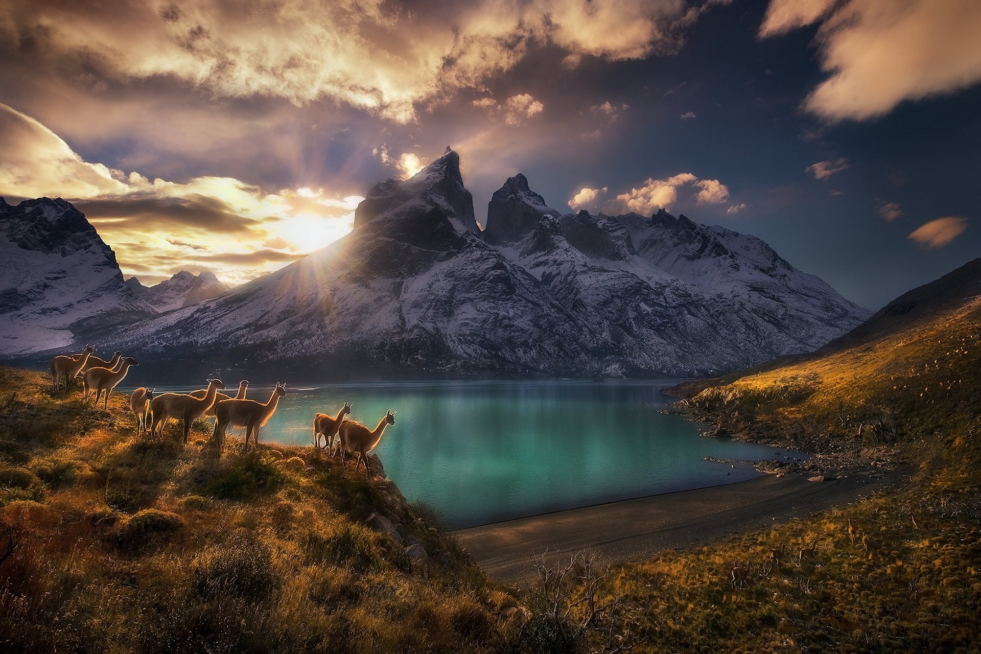 dry grass, lake, nature, clouds, sunlight, guanaco, sunset, sky, Torres del Paine, Chile, mountains, camelid, landscape, photography Gallery HD Wallpaper