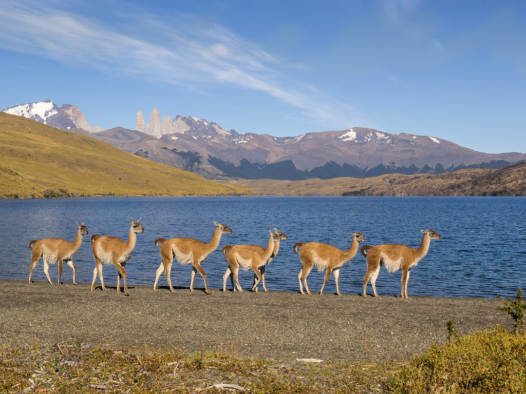 Guanacos in front of Torres del Paine 700 km by
