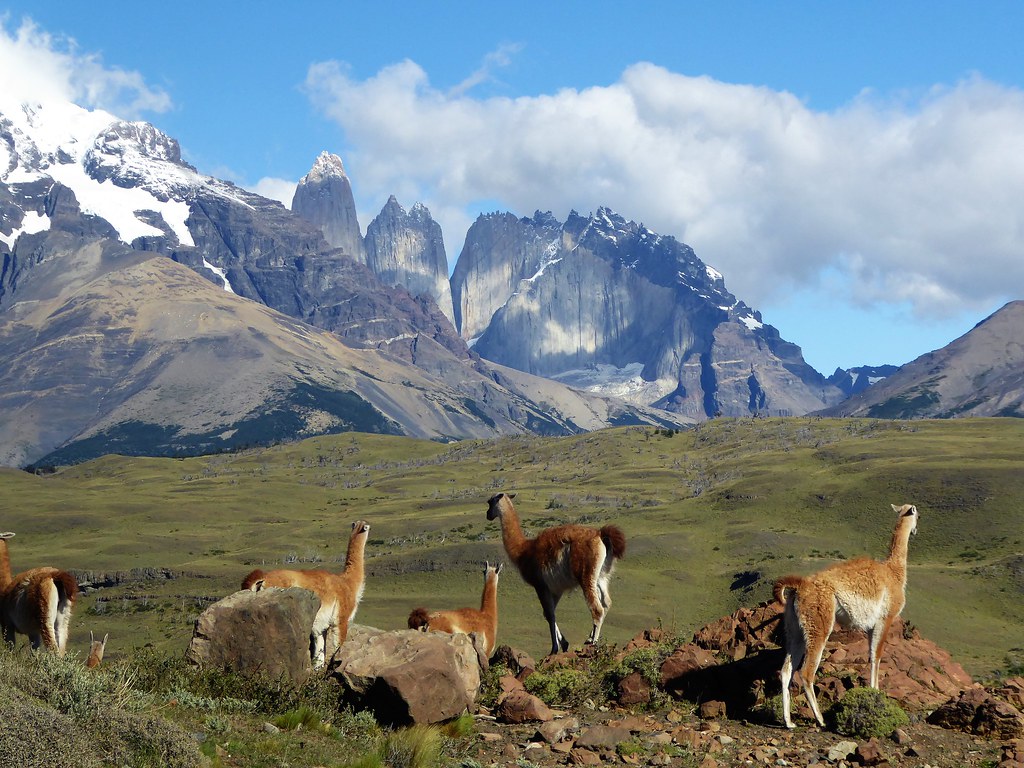 Guanacos admiring the view of Torres del Paine. These guana