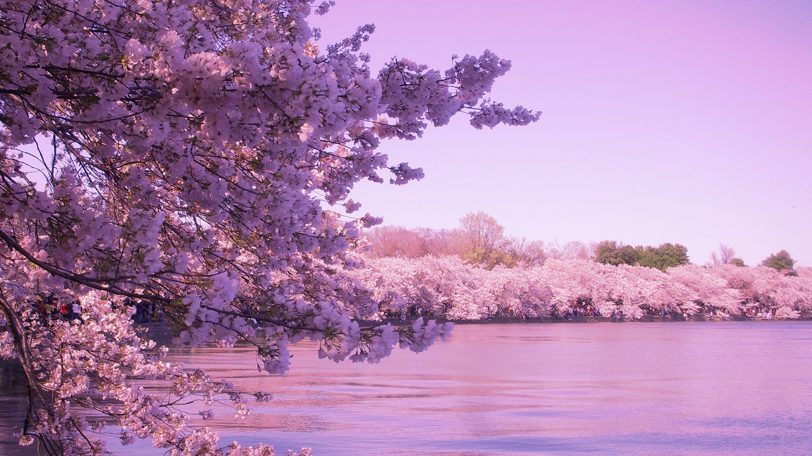 sakura, Tokyo, Spring, Flower, Peoples, Tree, Nature, Pink Wallpaper HD / Desktop and Mobile Background