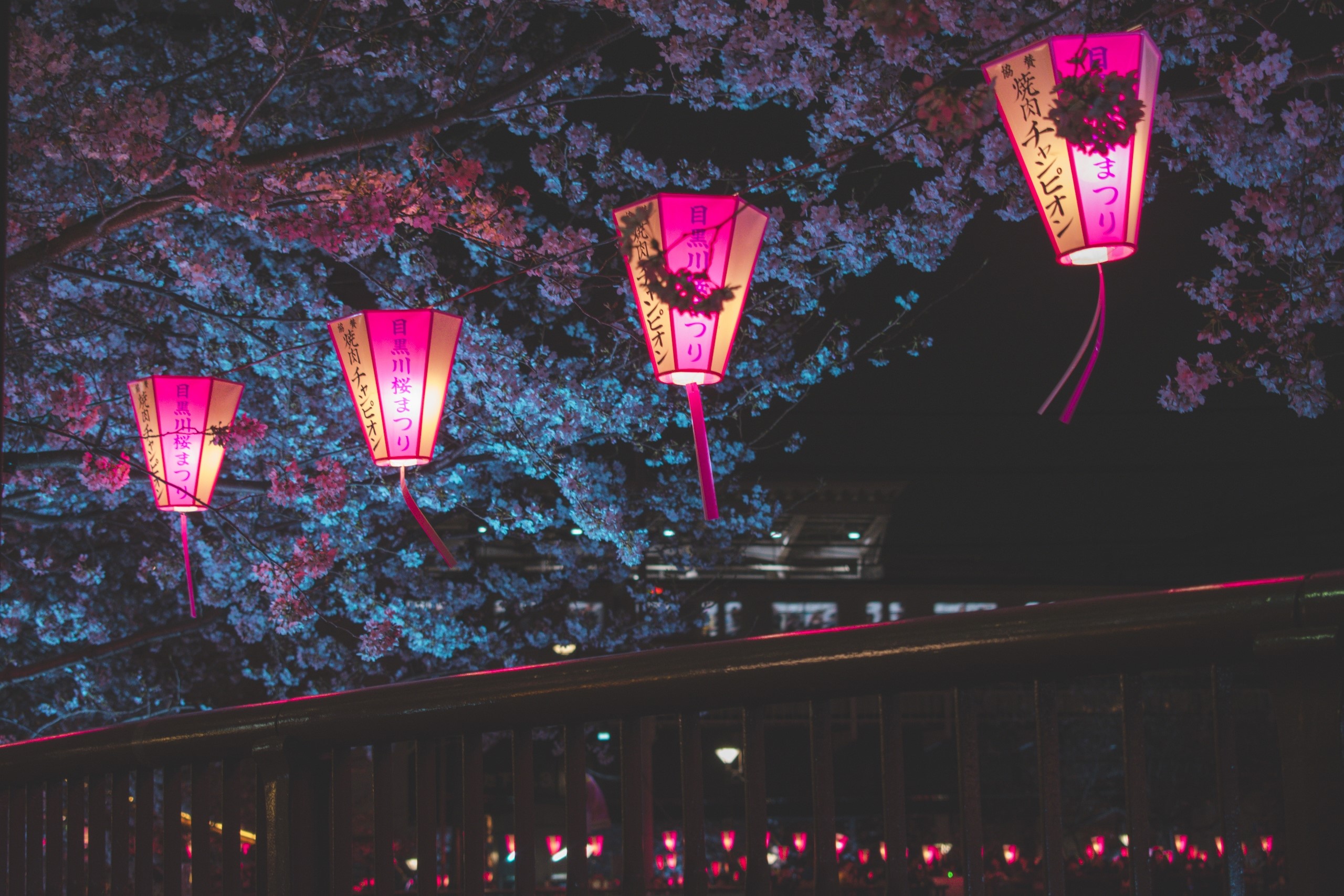 Wallpaper / Japan, night, Tokyo, cherry blossom, lantern, urban, nature, trees, Asia, pink free download