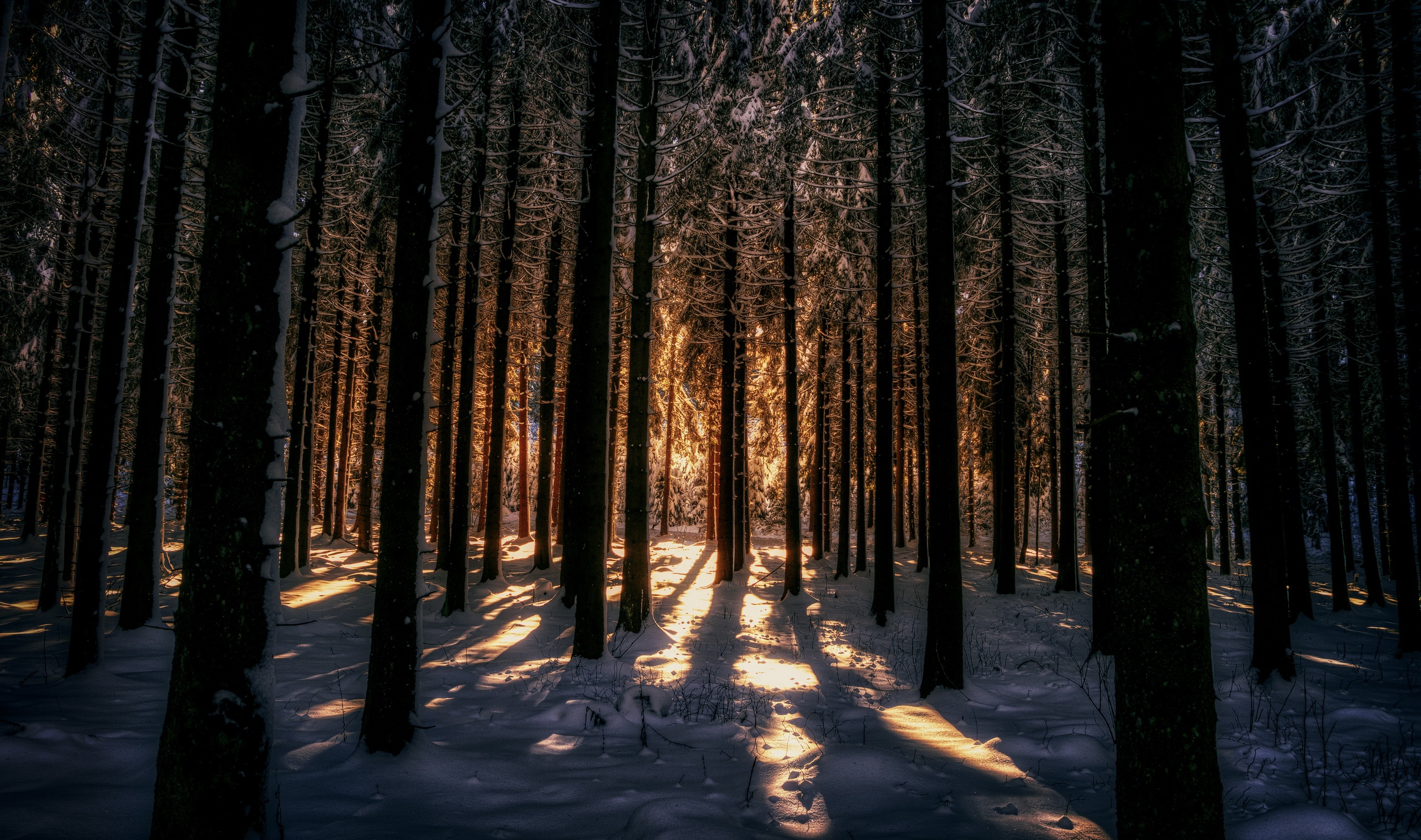 Wallpaper, dark, winter, sunlight, snow, trees, nature 2560x1514