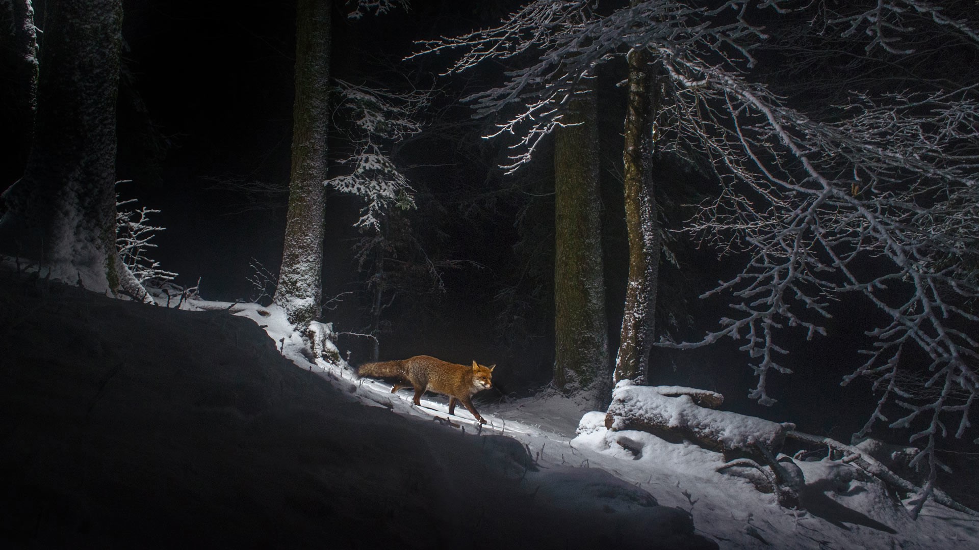 Wallpaper / fox, snow, nature, dark, winter, animals, trees free download