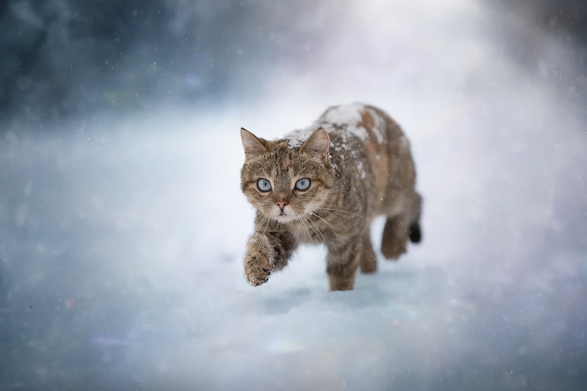 blue eyes, ice, mammals, animals, winter, feline, cold, snow, nature, cats Gallery HD Wallpaper