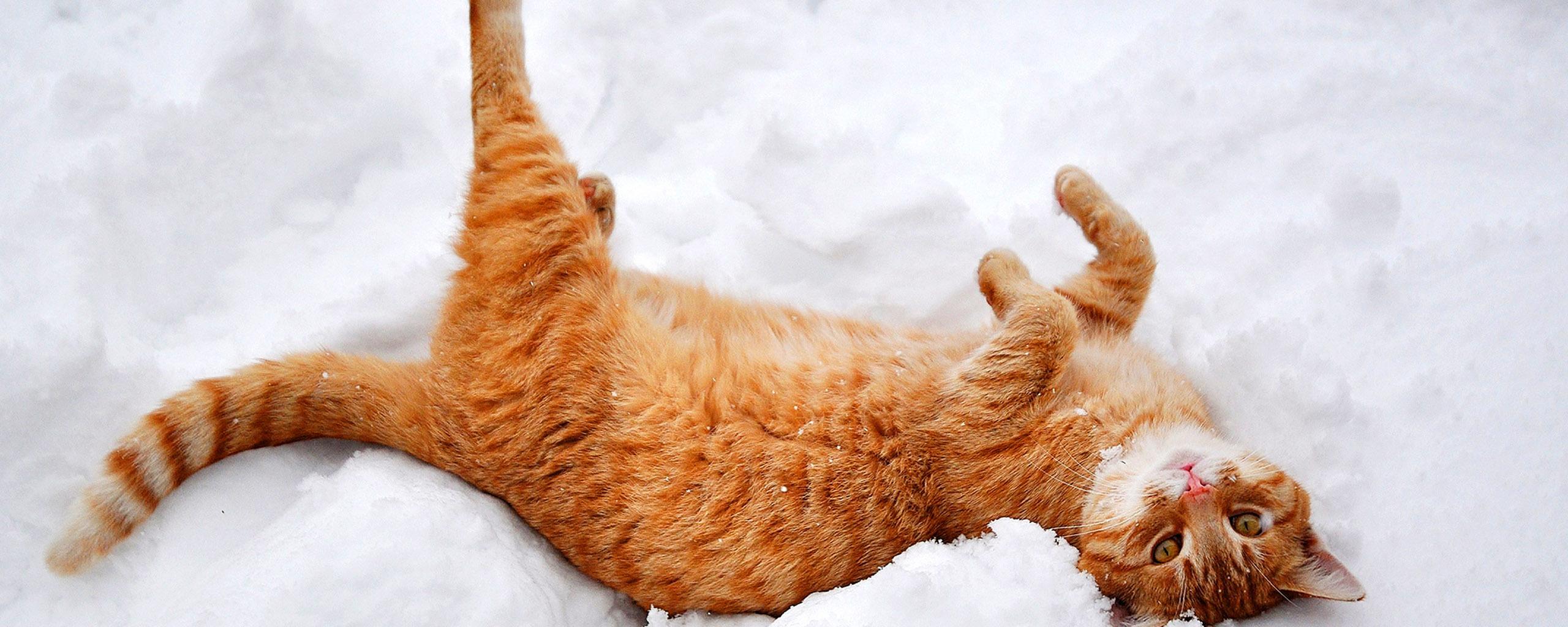 Rusty cat play in the white and cold snow