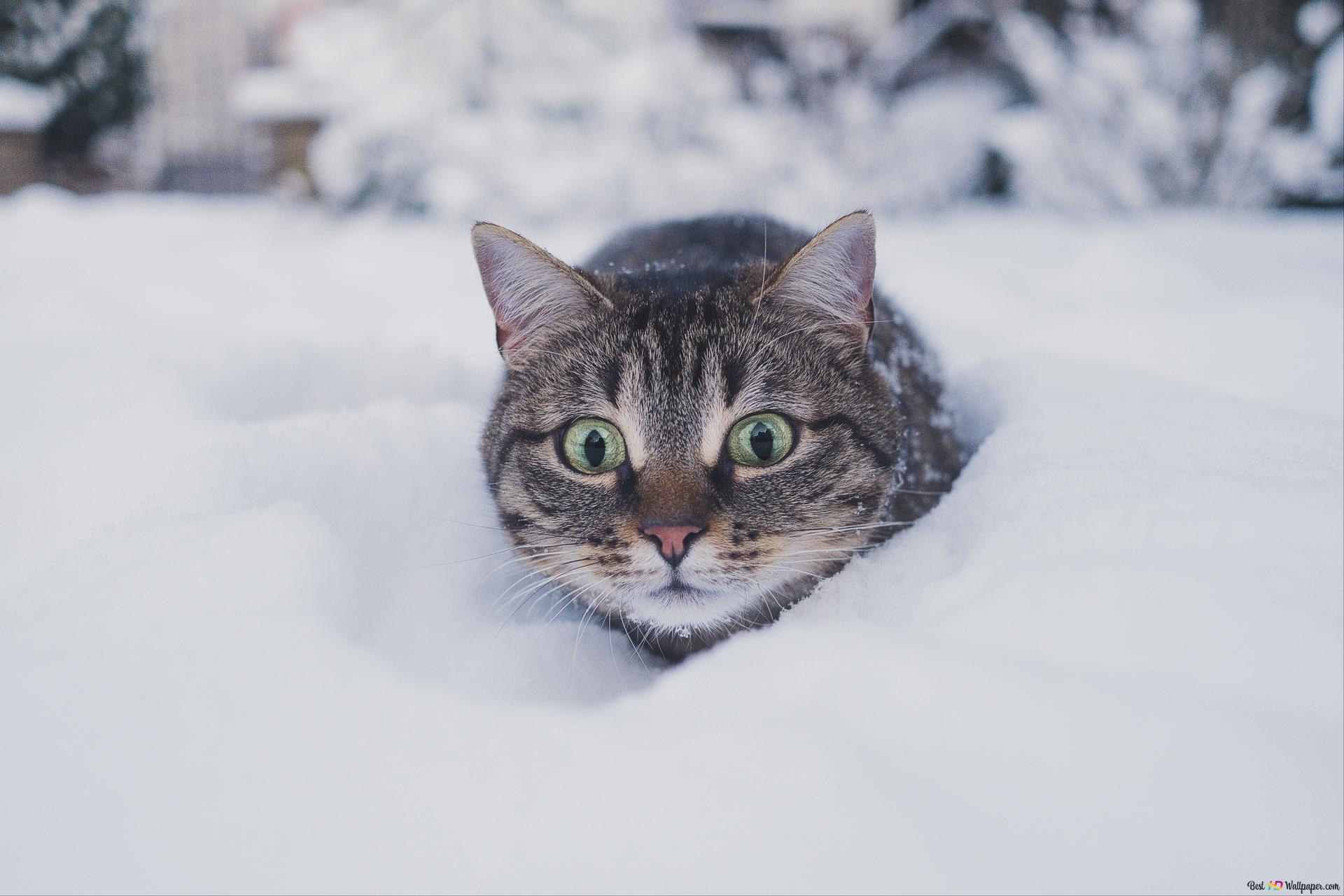 Winter Snow Cat Wallpapers - Wallpaper Cave