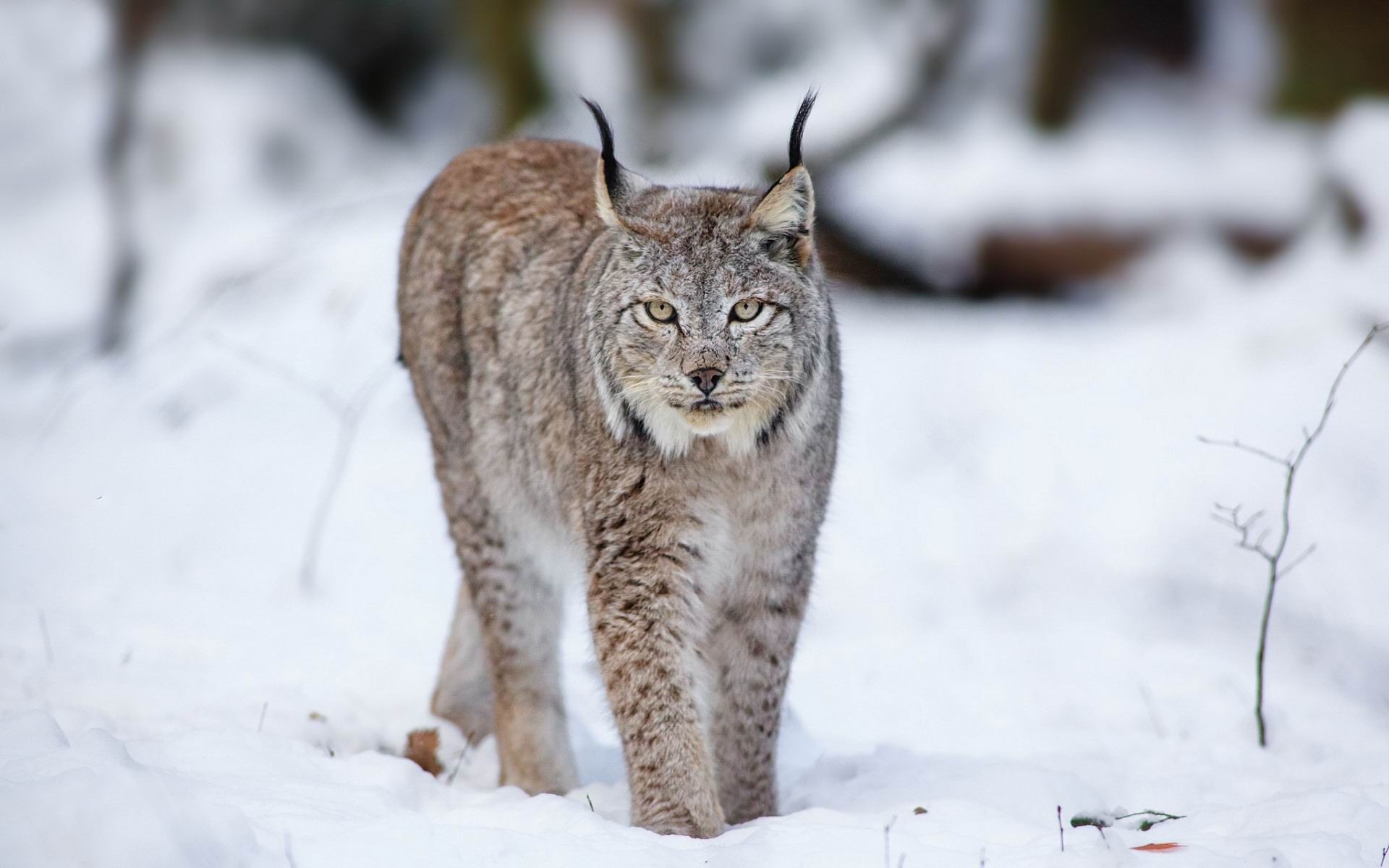 Lynx Wolf Cat Snow Winter Wild Animals Widescreen Wallpaper