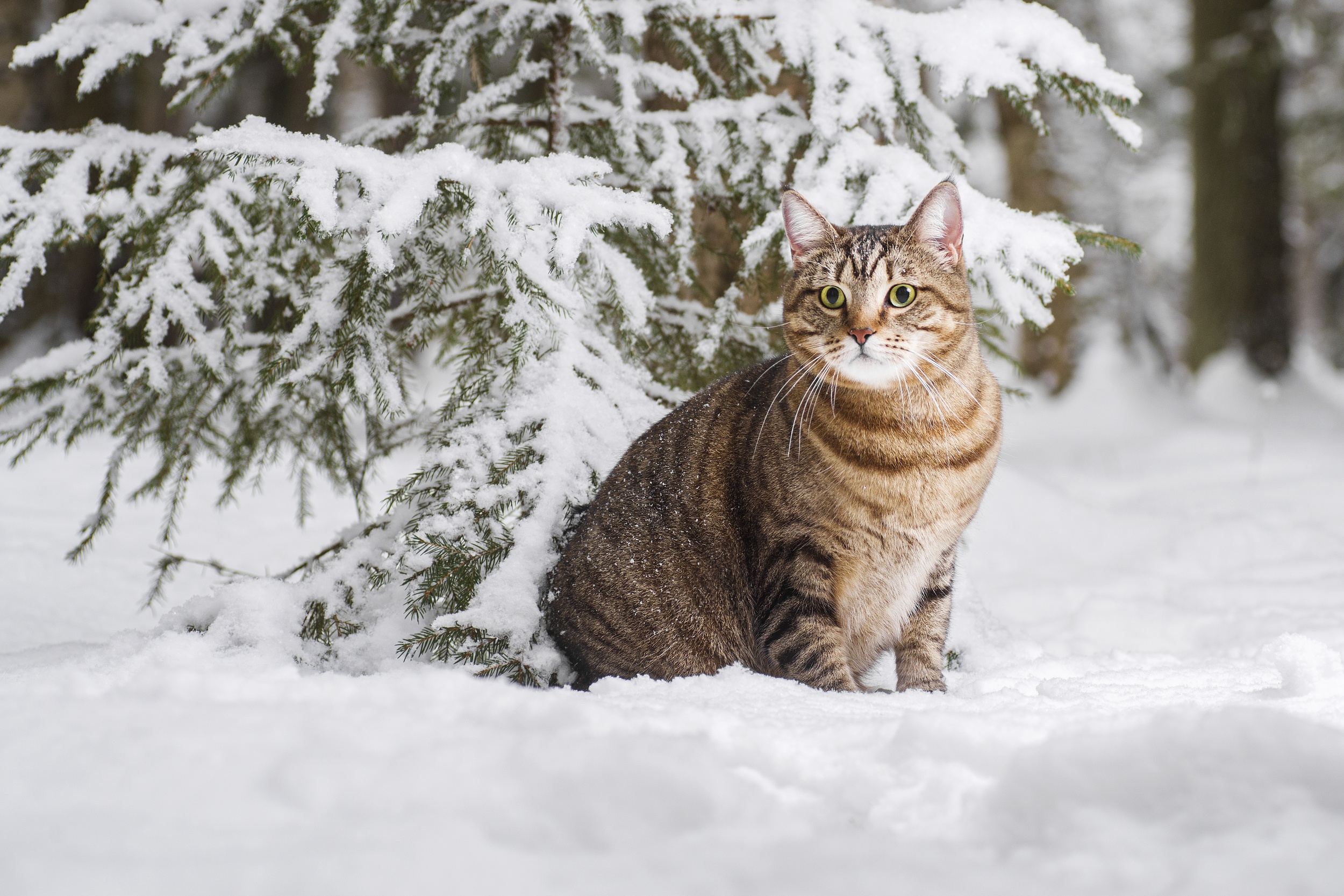 Cat Next to a Snowy Tree, Snow, Pet, Winter Gallery HD Wallpaper