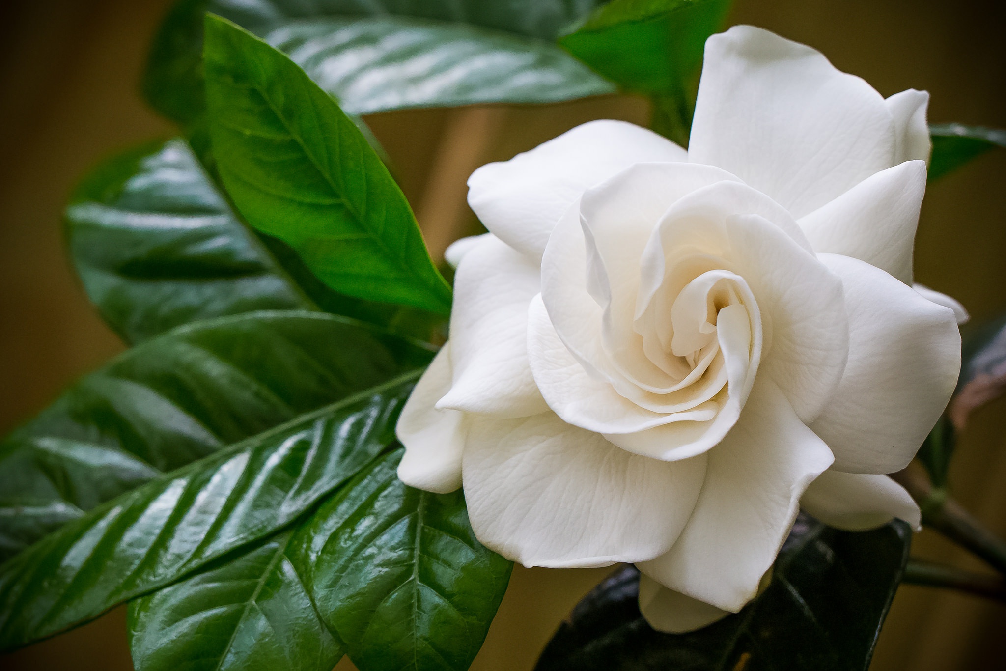 Gardenia (Flower) HD Wallpaper and Background