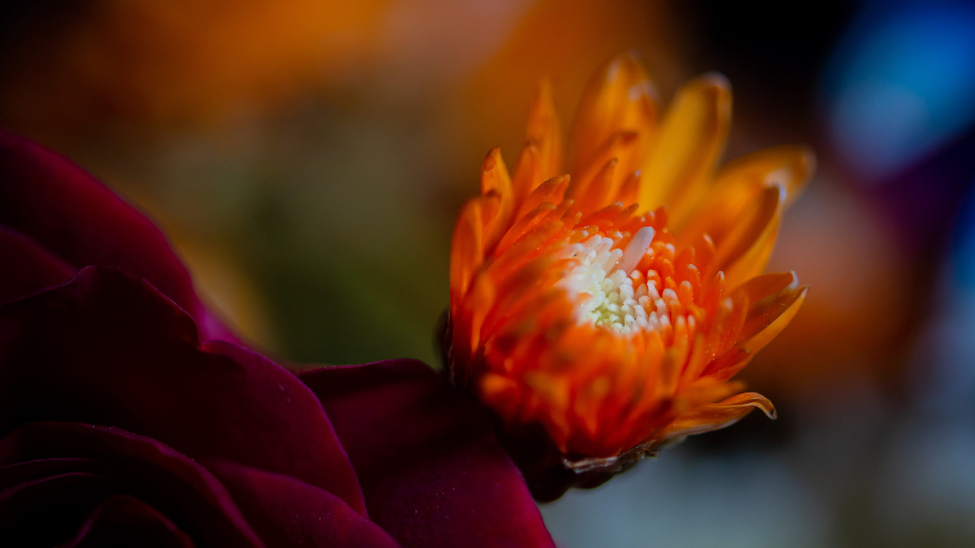 Wallpaper Wednesday: Android Wallpaper 2023 01 04