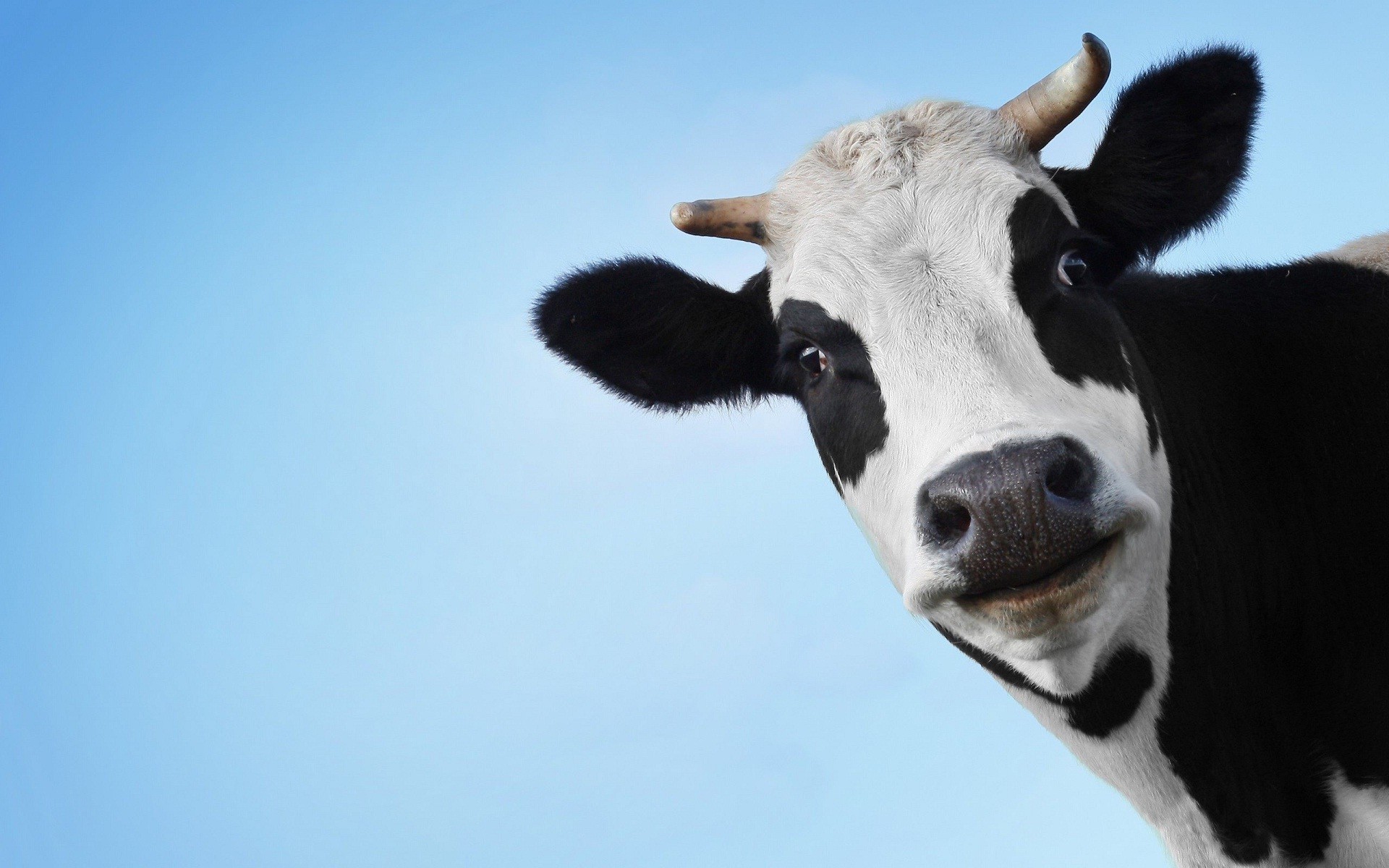 Funny Cow Wallpaper