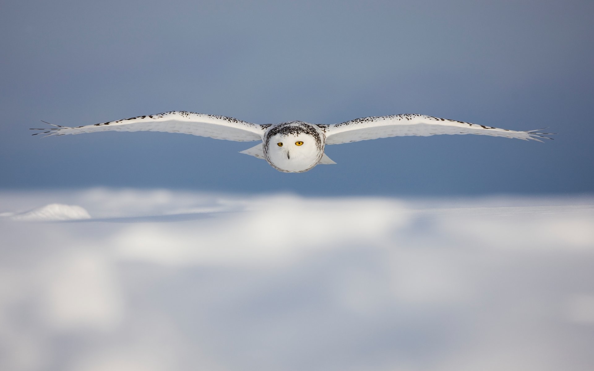 Snowy Owl Wallpaper