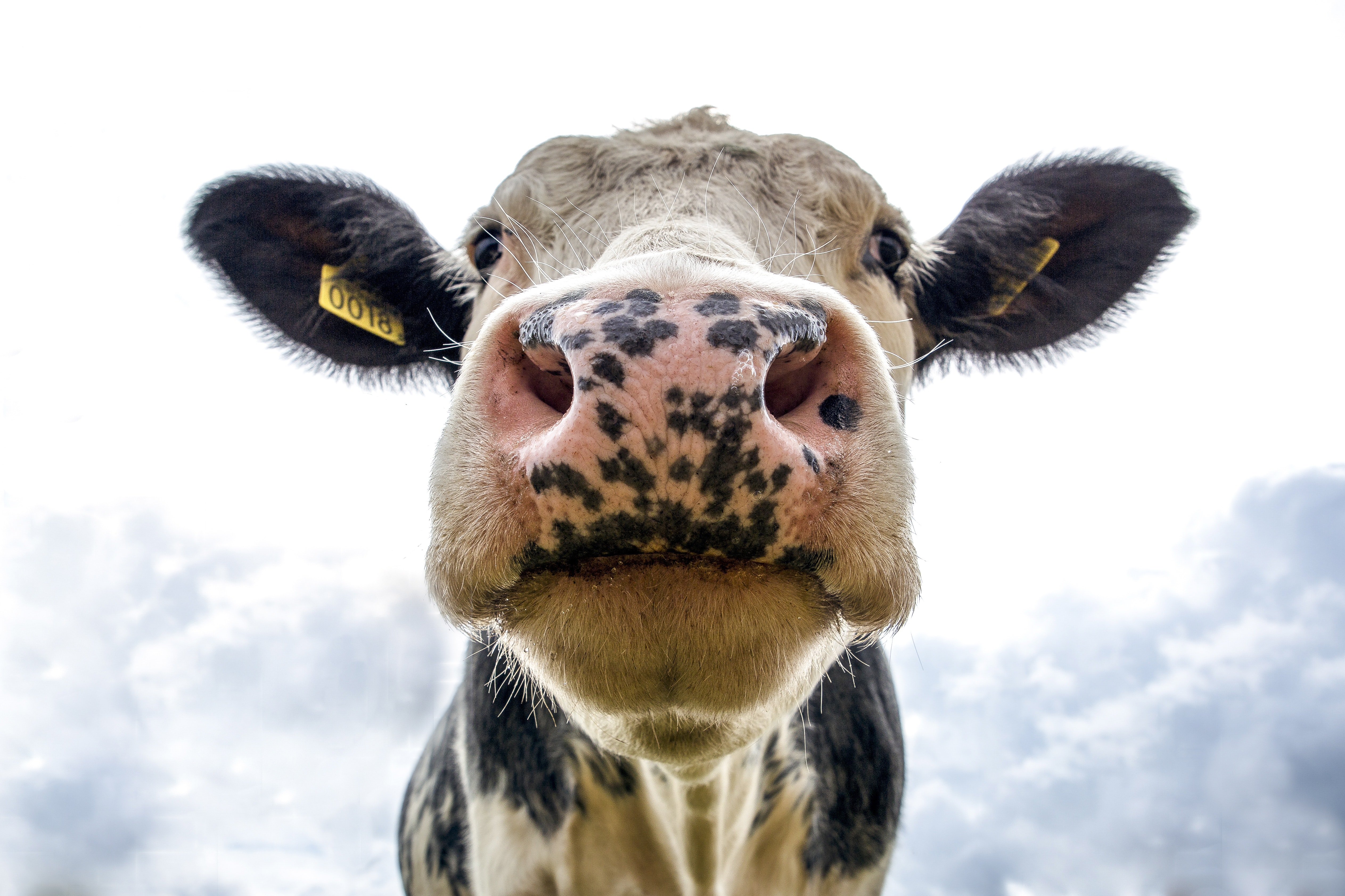 1,Best Cow Image · 100% Free Downloads