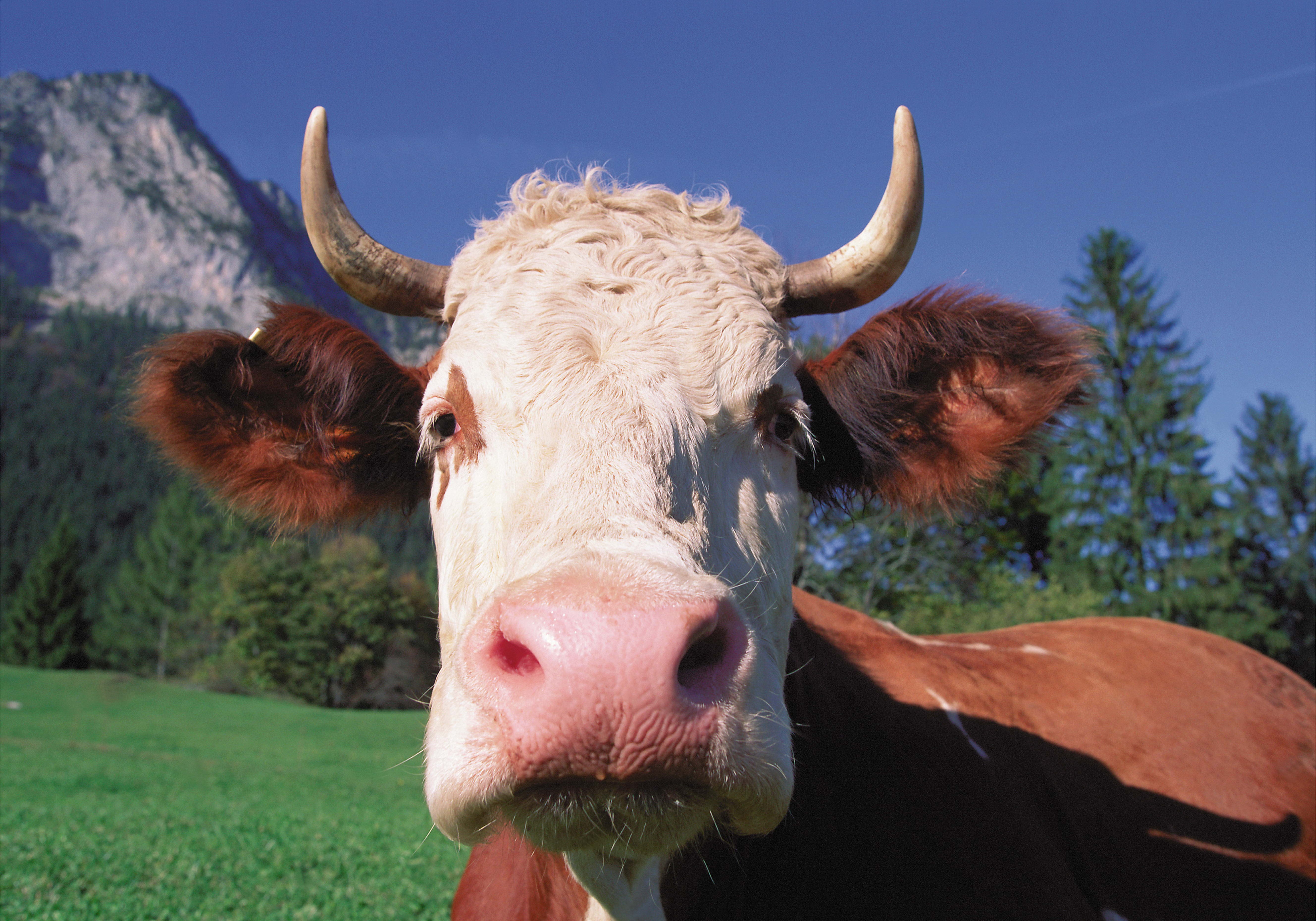 Wallpaper, face, Bull, pasture, horn, close up, cattle like mammal, ox, grazing, dairy cow, texas longhorn 5315x3720