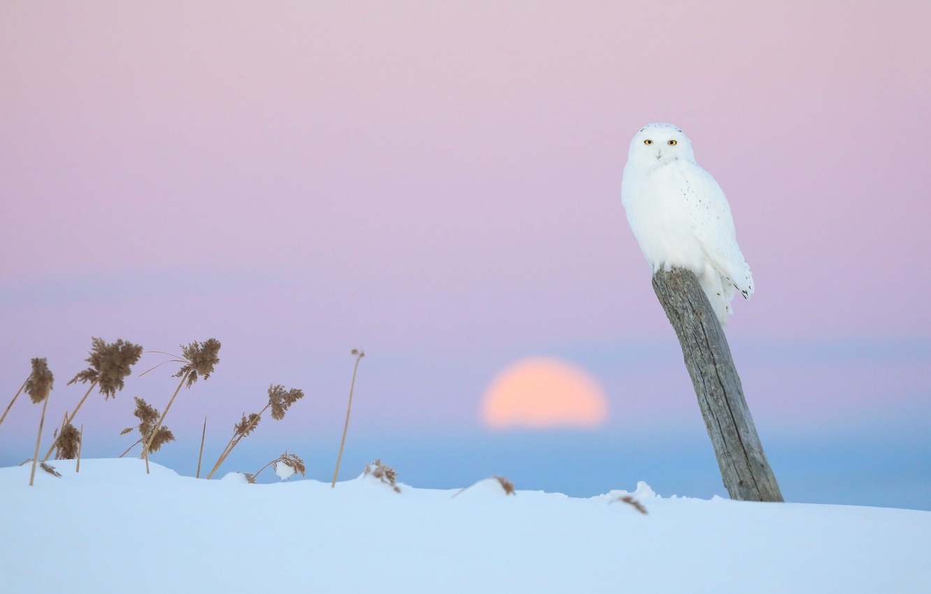 Wallpaper winter, the sky, the sun, snow, sunset, nature, bird, post, the snow, snowy owl image for desktop, section животные