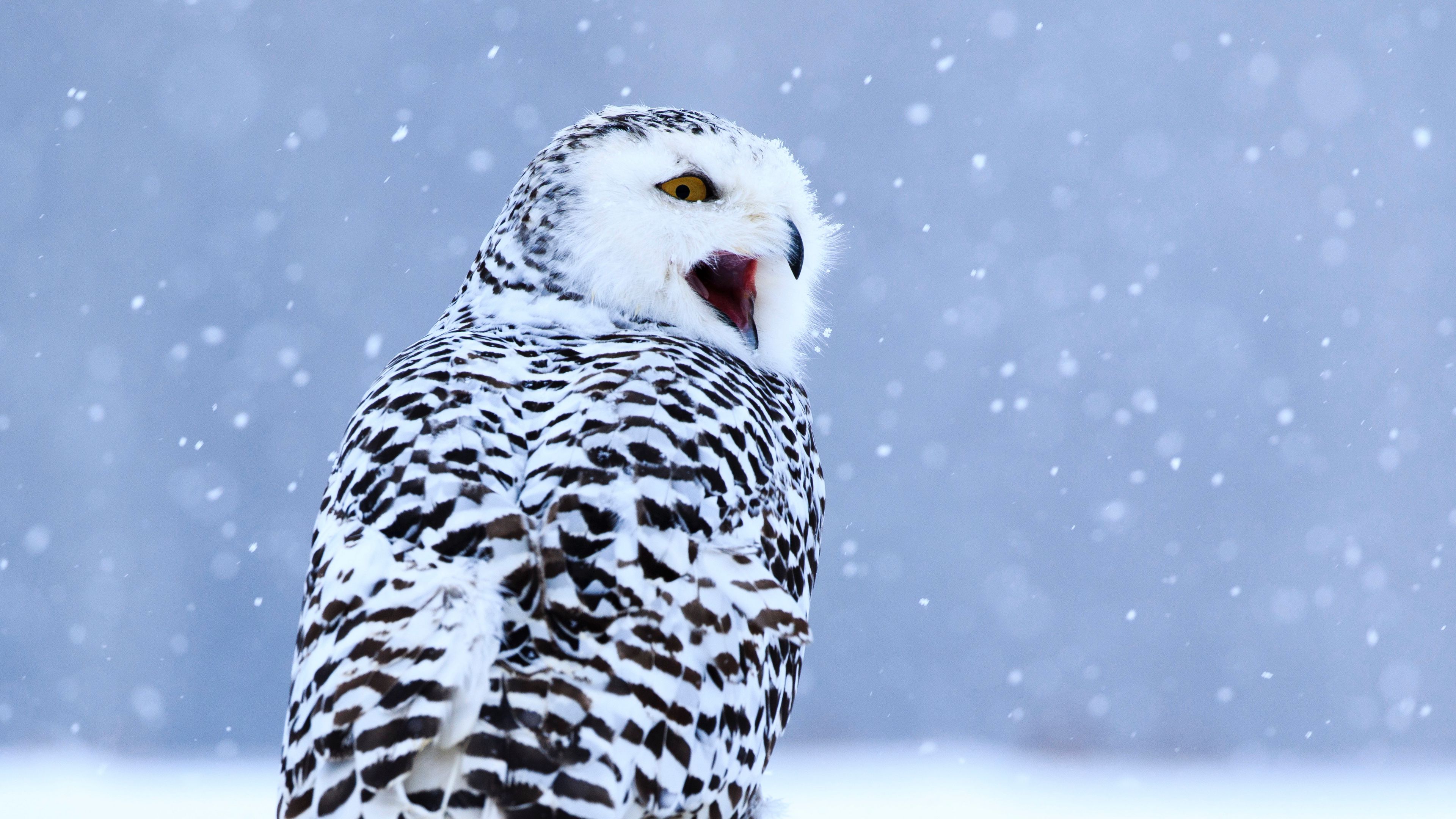 Wallpaper / owl, white owl, polar owl, bird, snow, winter, 4k free download