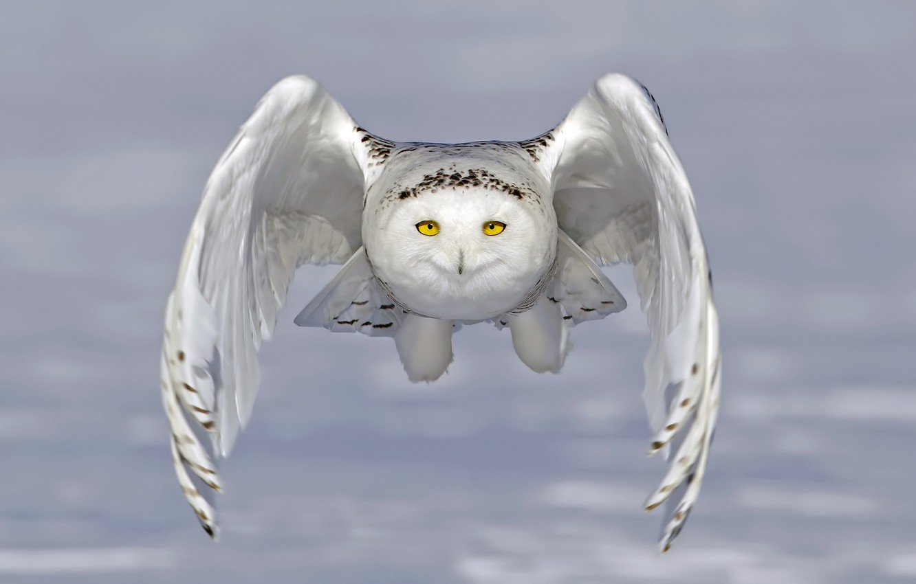 Wallpaper owl, wings, flight, snowy owl, white owl image for desktop, section животные