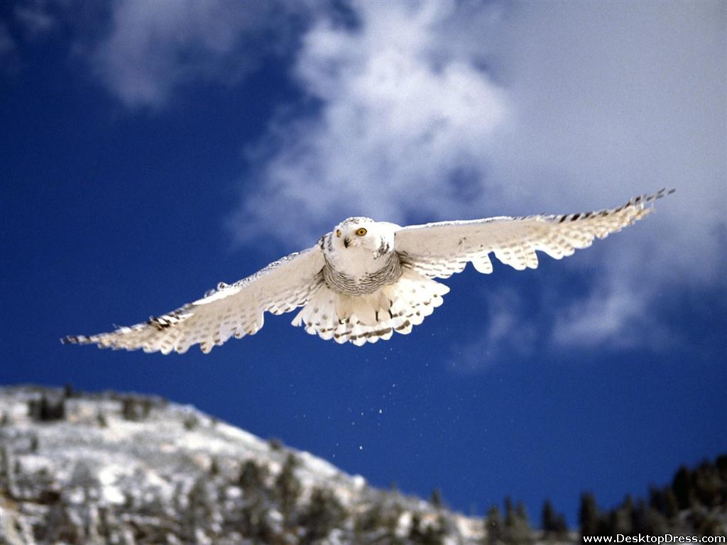 Desktop Wallpaper Animals Background Snowy Owl in Flight