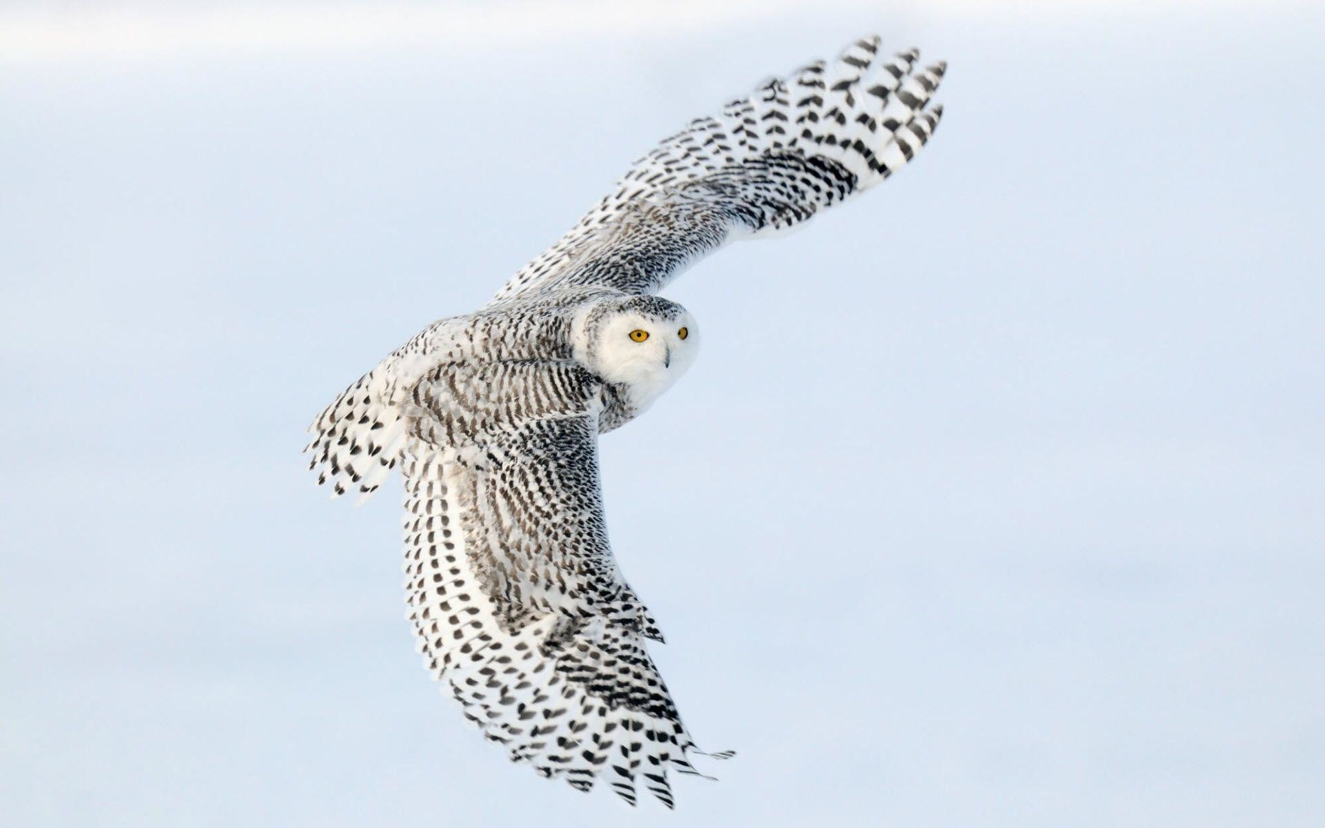 Snowy Owl Wallpaper