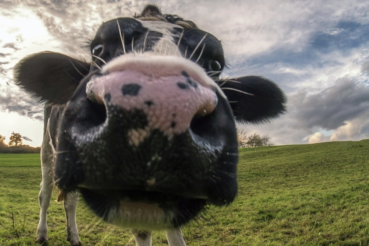 Wallpaper cows Nose Macro Snout animal Closeup