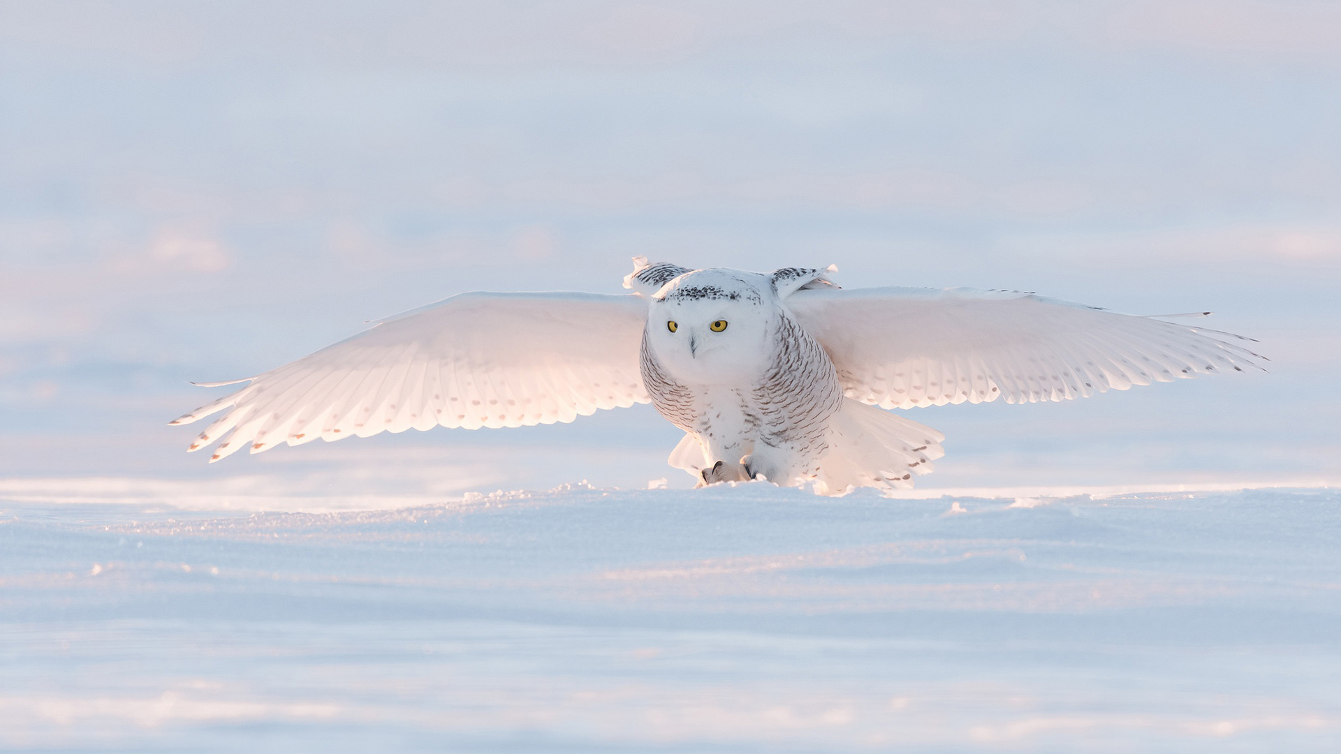 Wallpaper, snow, birds, snowy owl 1920x1080