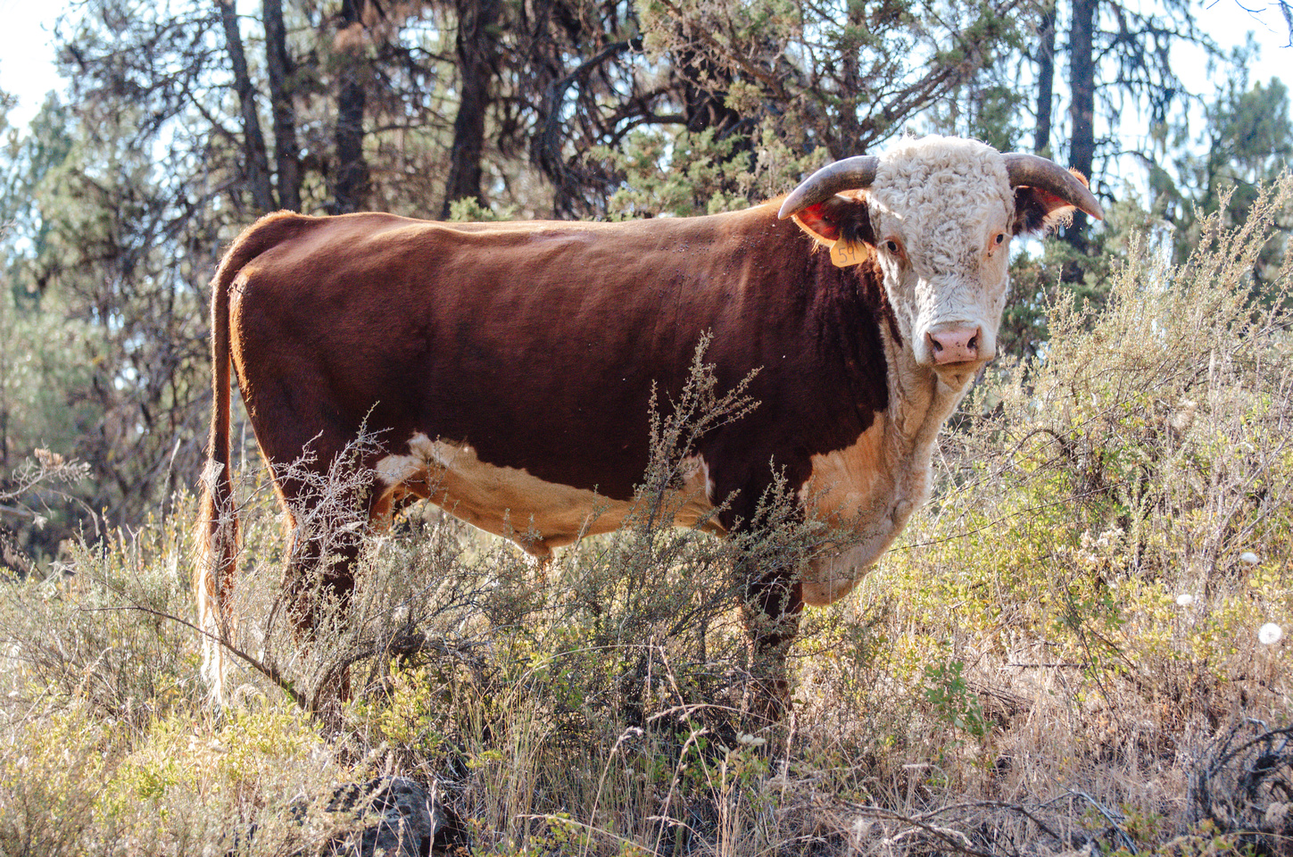 Beautiful Cow, Sheep, and Pig Wallpaper