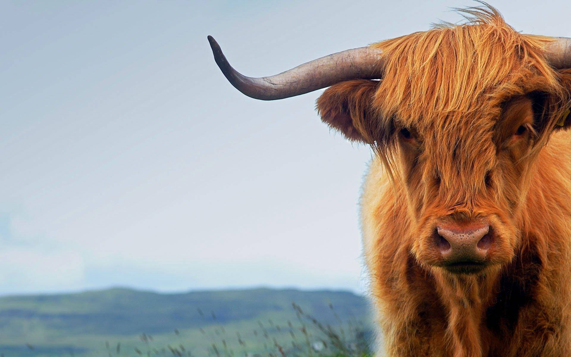 Download Scotland Highland Cattle Close Up Wallpaper