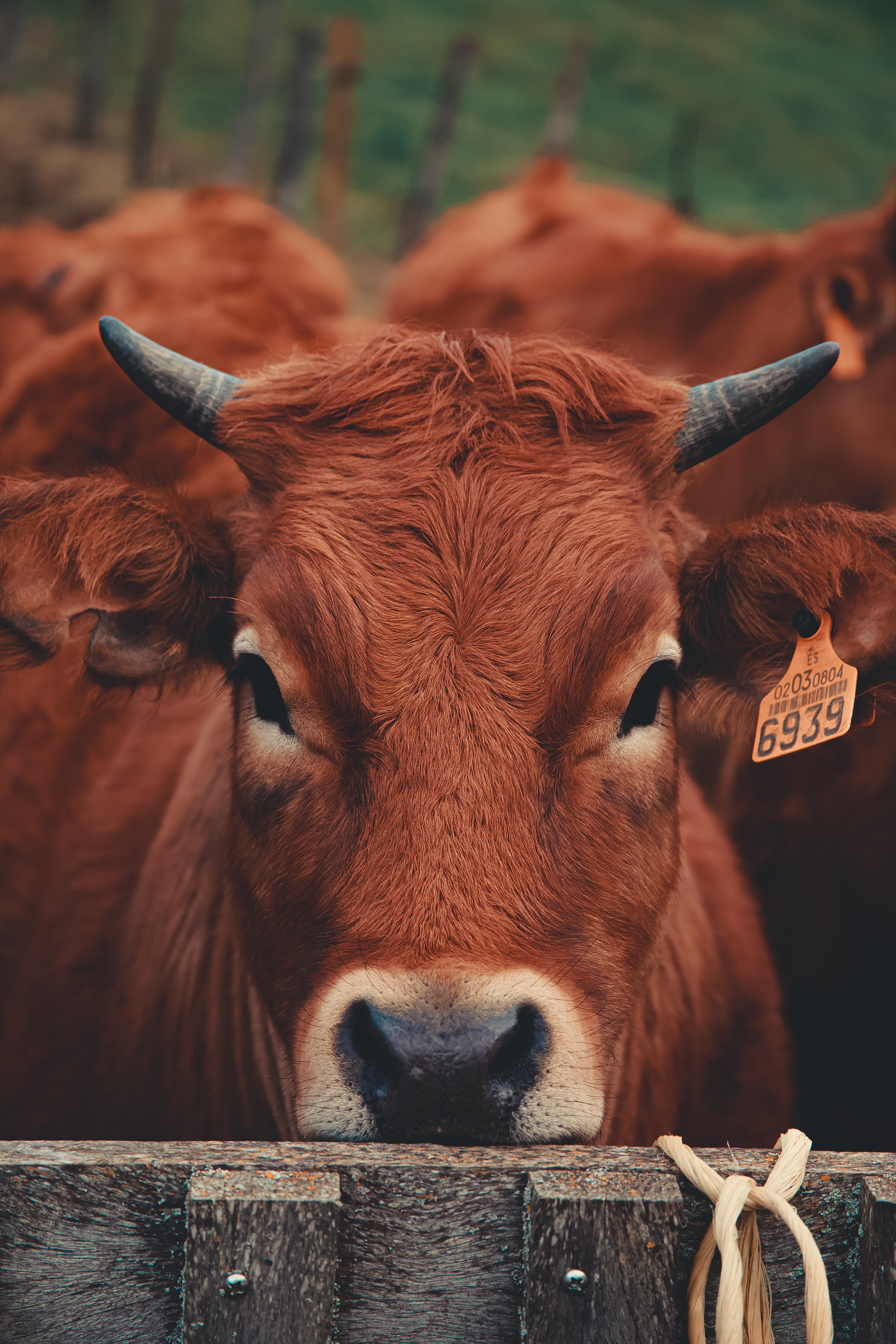 Cows Photo, Download Free Cows & HD Image