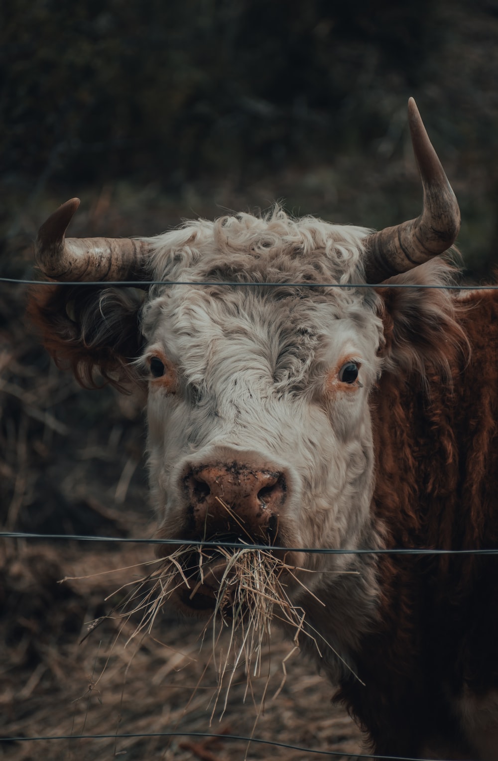 white and brown cow in close up photography photo