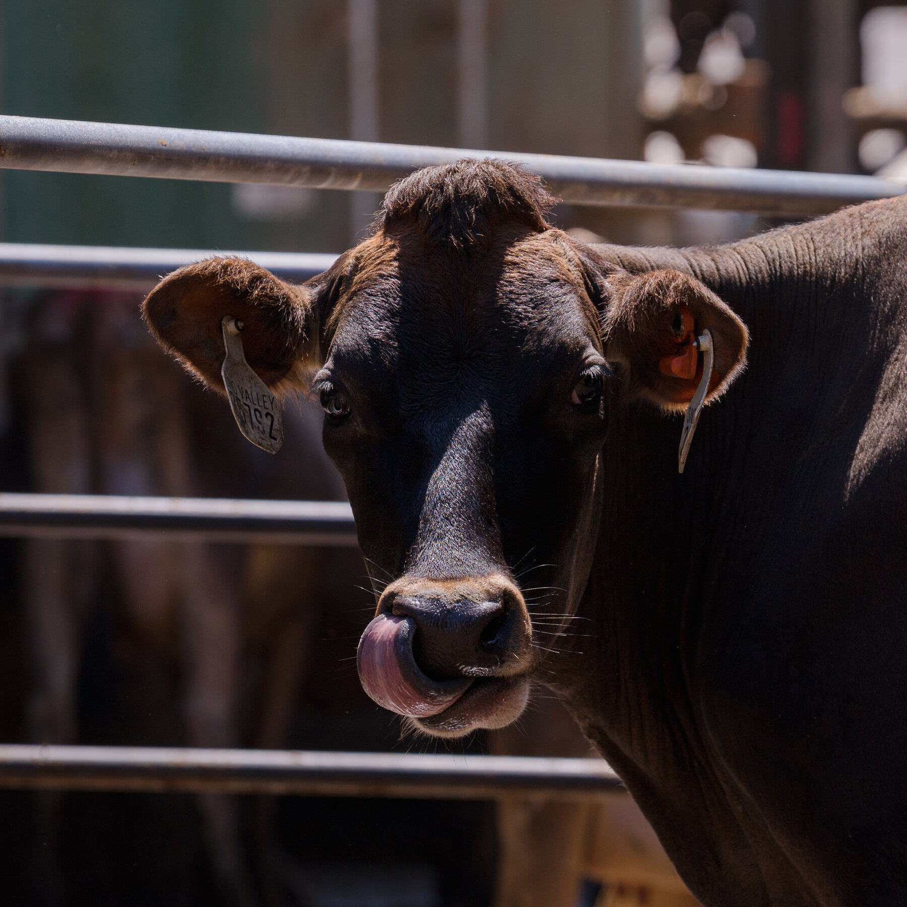 Study Finds Hemp Fed Cows Had Traces Of THC In Their Milk