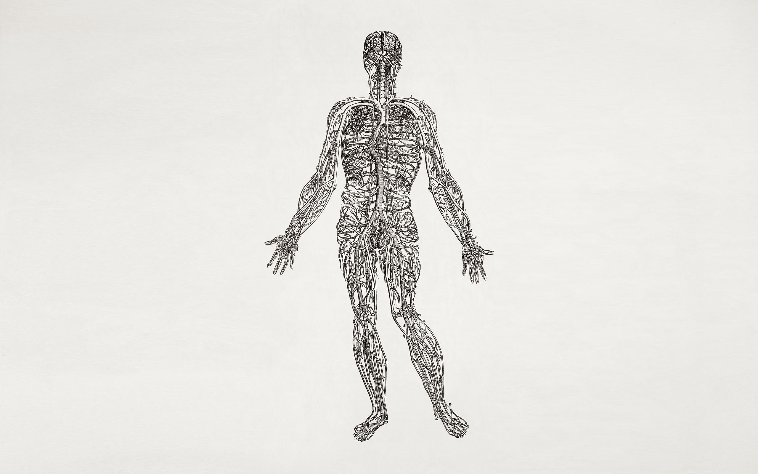 Anatomy human body nerves wallpaperx1600