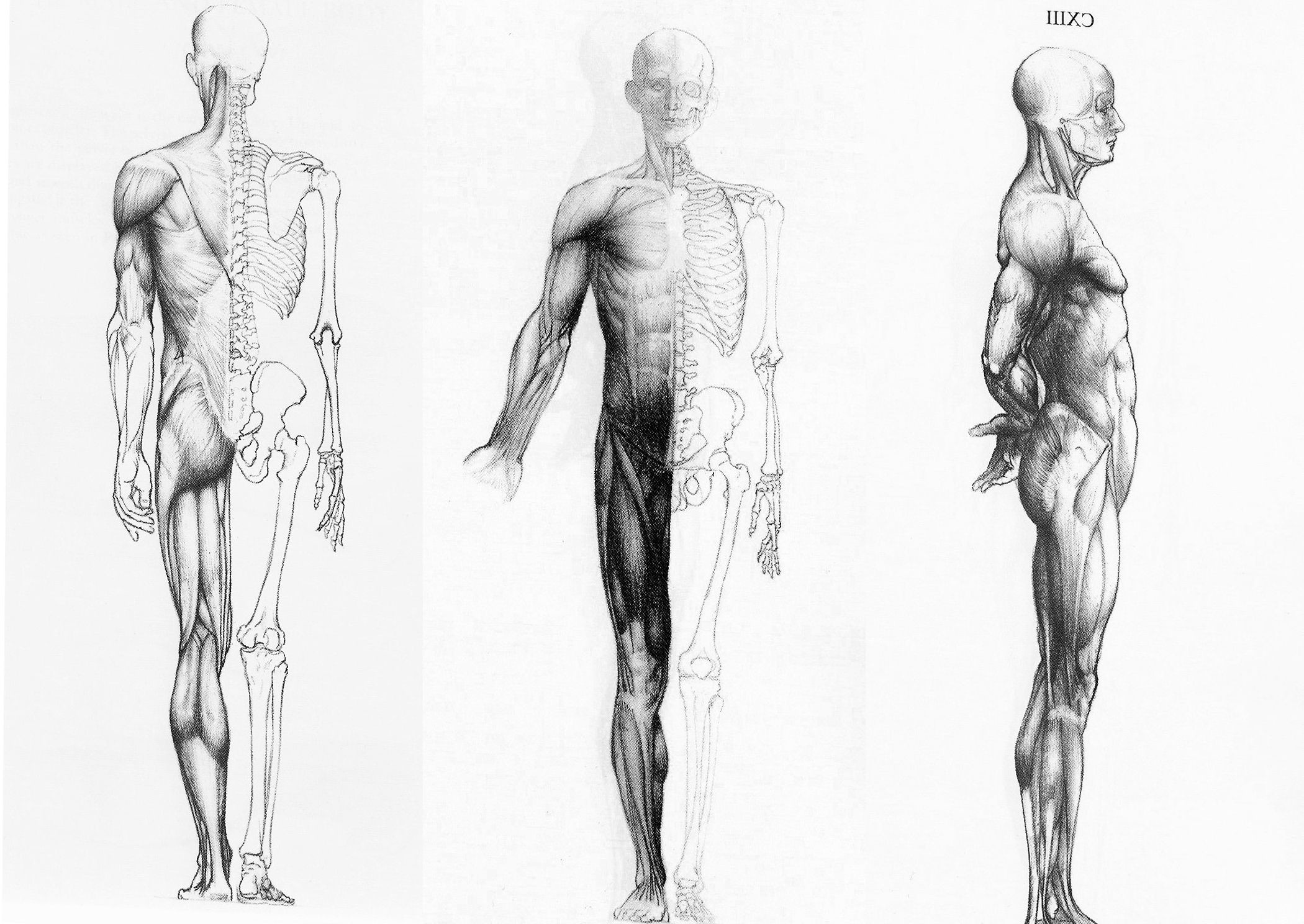 Human Anatomy In Three Ways Wallpaper HD / Desktop and Mobile