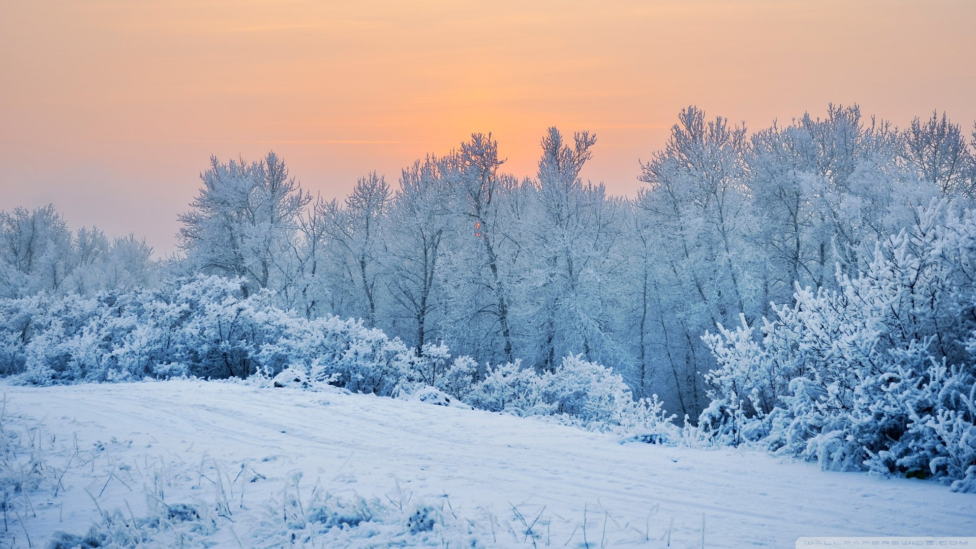 Winter Snow Trees Ultra HD Desktop Background Wallpaper for 4K UHD TV, Widescreen & UltraWide Desktop & Laptop, Tablet