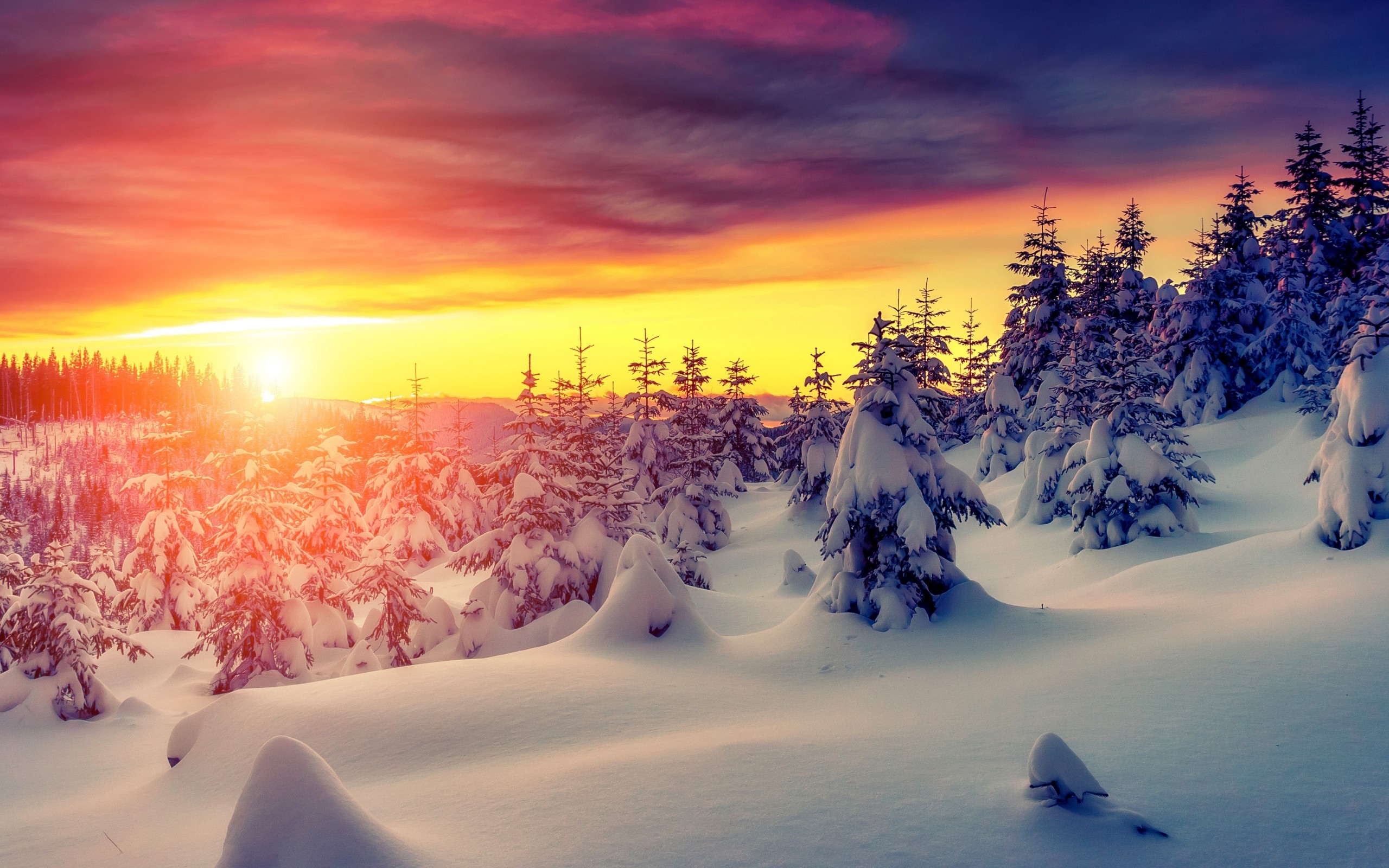Free download Winter sunset with snow 4K Ultra HD wallpaper 4k WallpaperNet [2560x1600] for your Desktop, Mobile & Tablet. Explore 4K Winter Wallpaper. Winter Wallpaper, Background Winter, Winter Wallpaper
