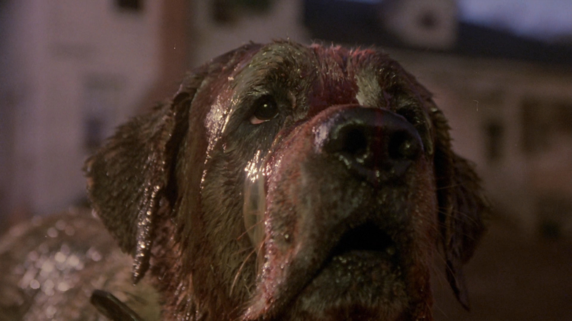 Cujo HD Wallpaper