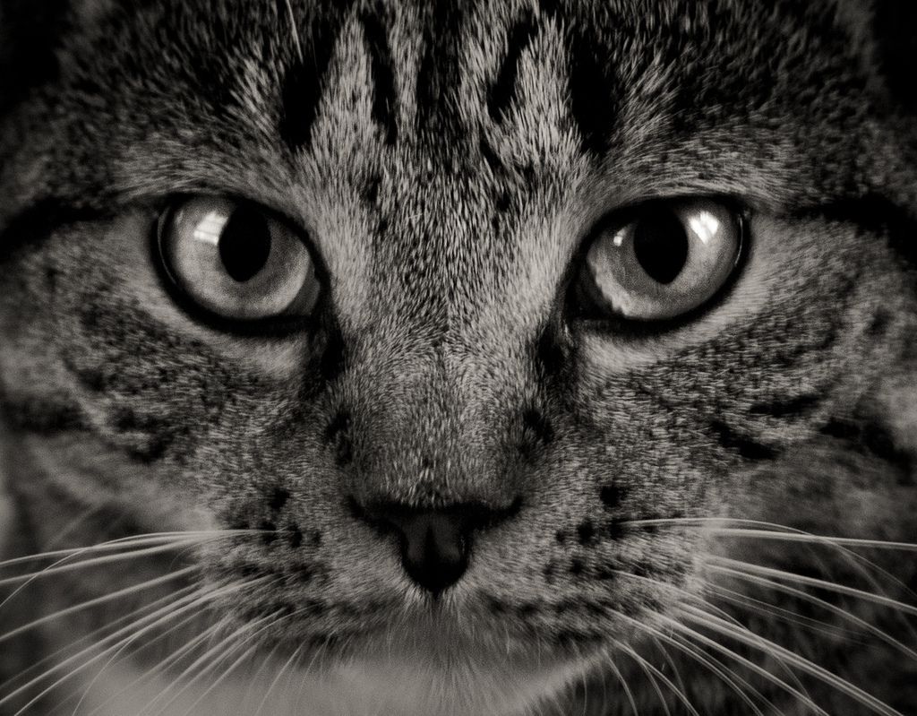 Cat Face Wallpaper