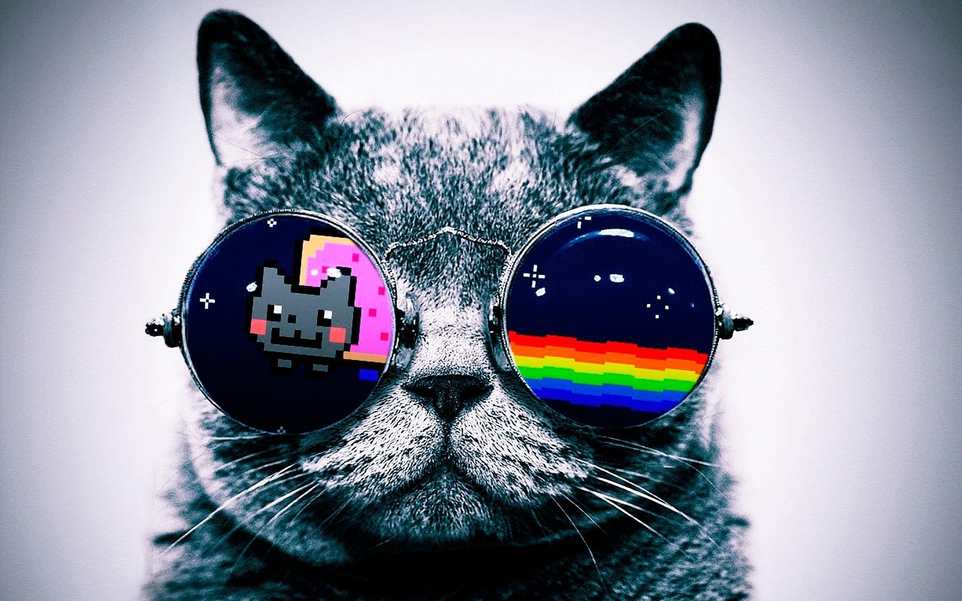 Wallpaper, black, illustration, glasses, blue, nose, Nyan Cat, head, Black Cat, 1920x1200 px, computer wallpaper, vision care, close up, cat like mammal, small to medium sized cats 1920x1200